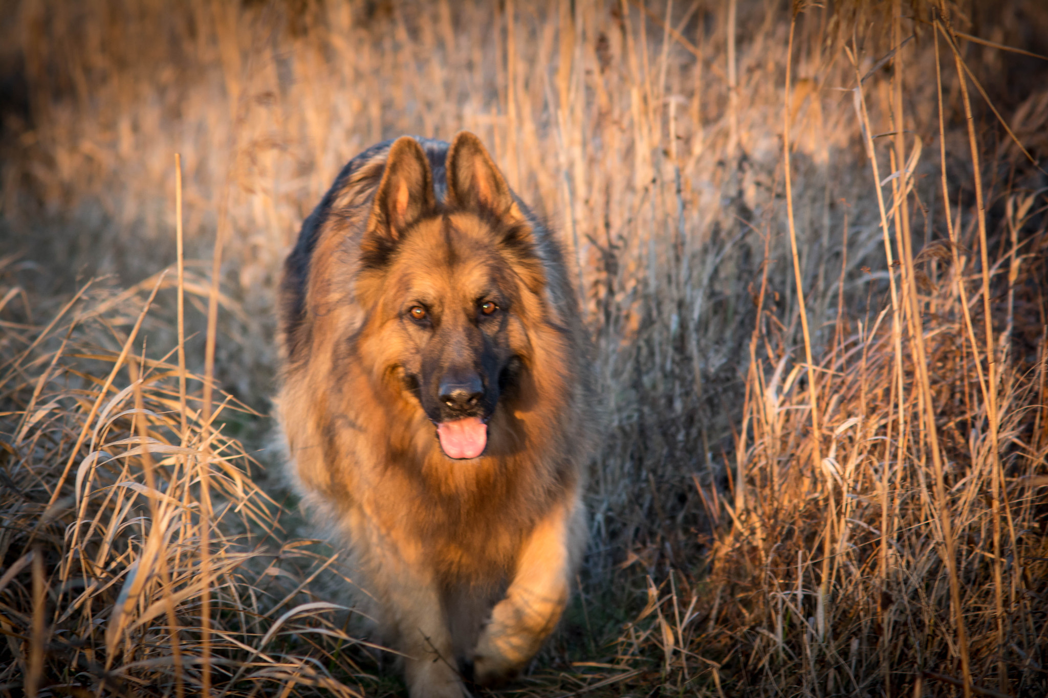 Nikon D7100 + AF Zoom-Nikkor 70-210mm f/4 sample photo. Fender photography