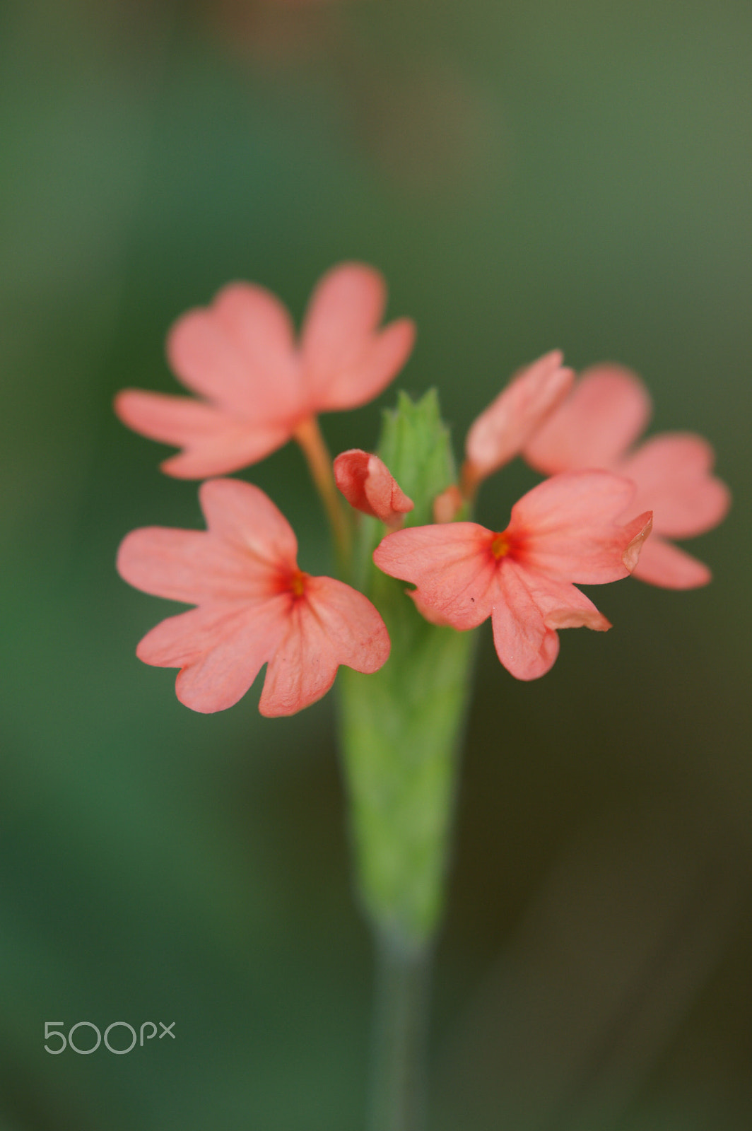 Sony Sonnar T* 135mm F1.8 ZA sample photo. Crossandra infundibuliformis photography