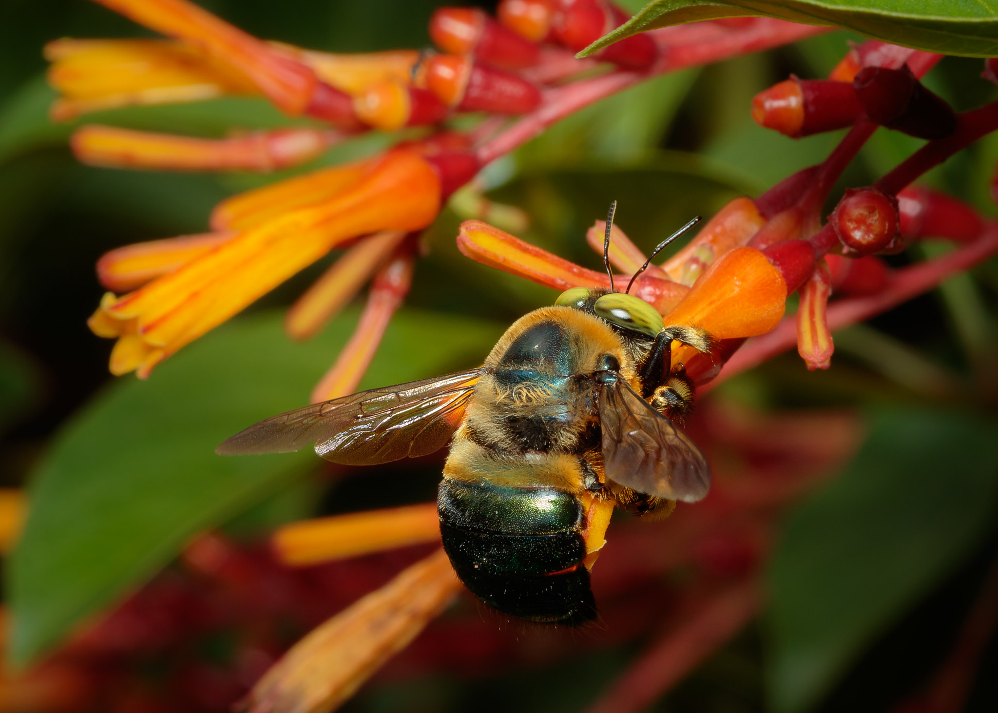Canon EF 100mm F2.8 Macro USM sample photo. Southern carpenter bee - xylocopa micans photography