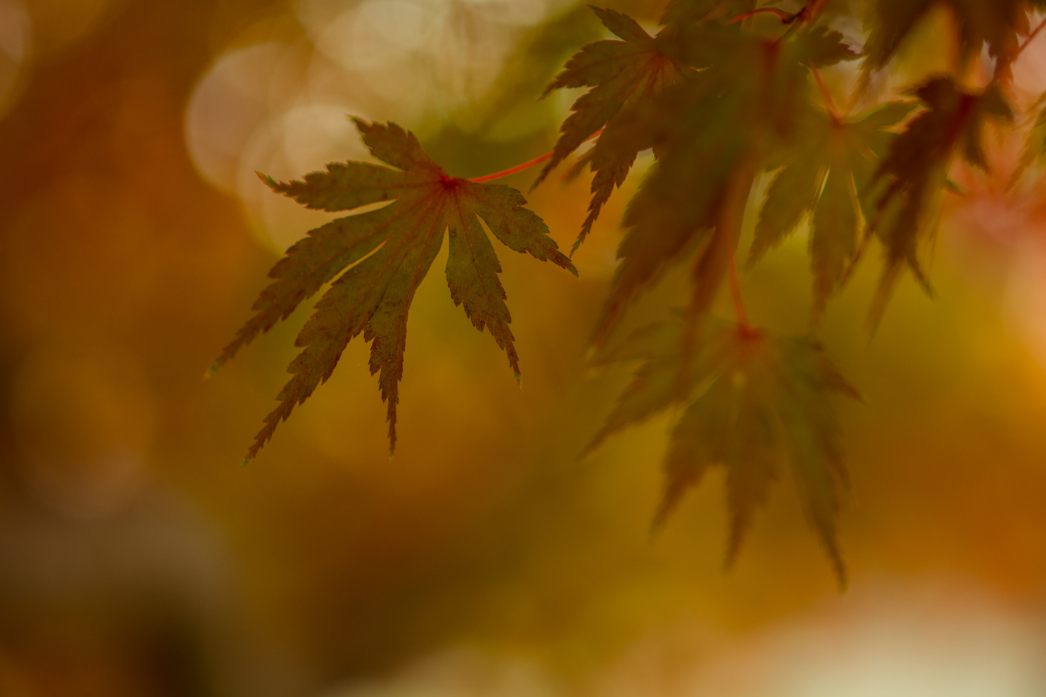 Nikon D5200 + AF Micro-Nikkor 105mm f/2.8 sample photo. Autumn dreams photography