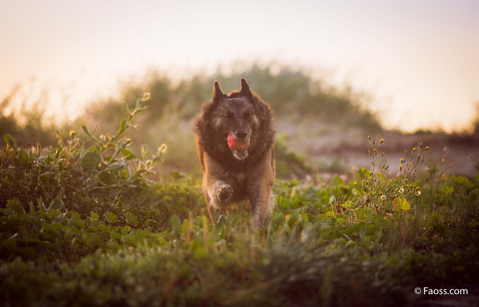 Nikon D800 + AF Nikkor 180mm f/2.8 IF-ED sample photo. Zhuri photography