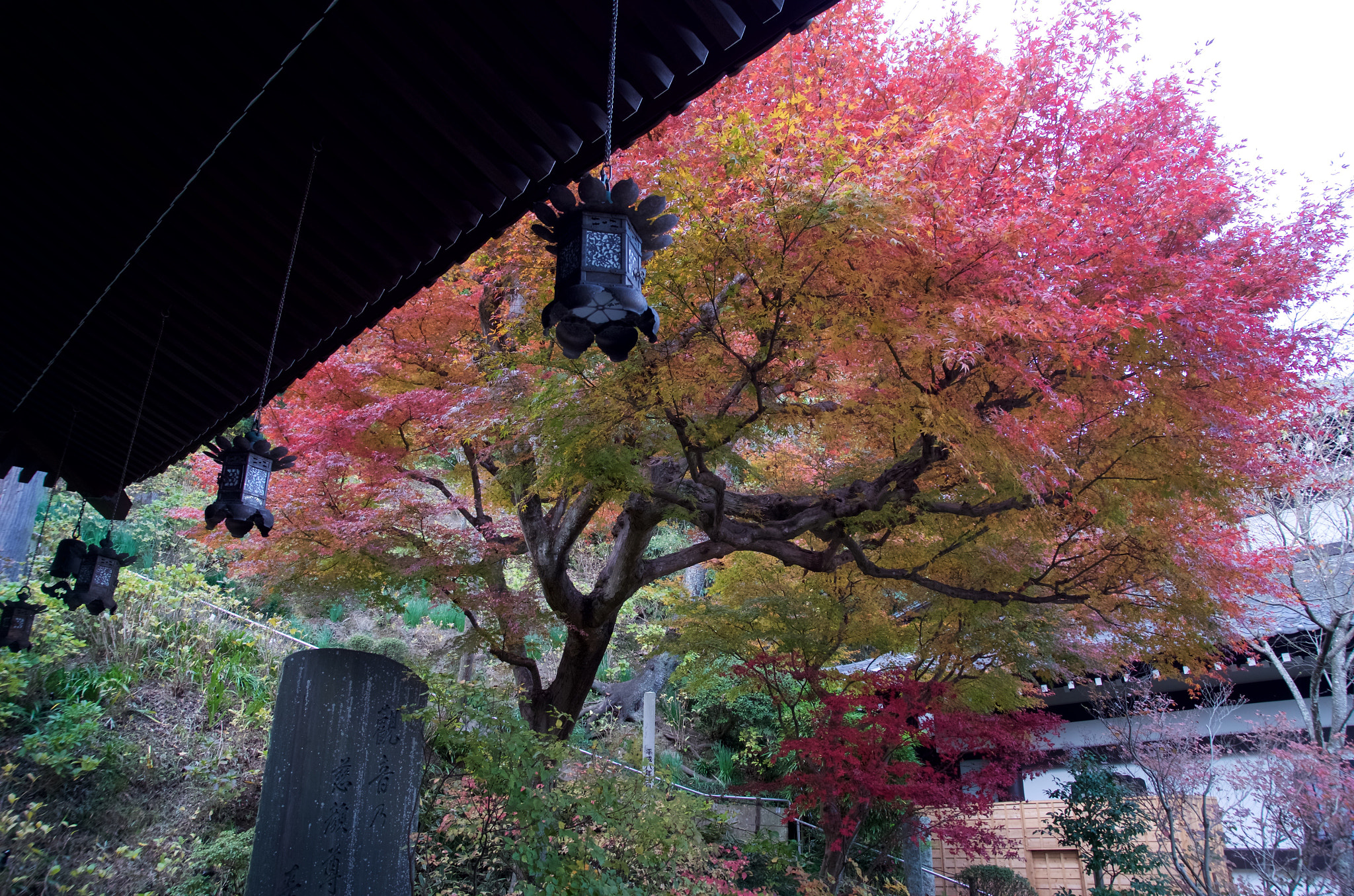 Ricoh GXR A16 sample photo. Autumnal foliage photography