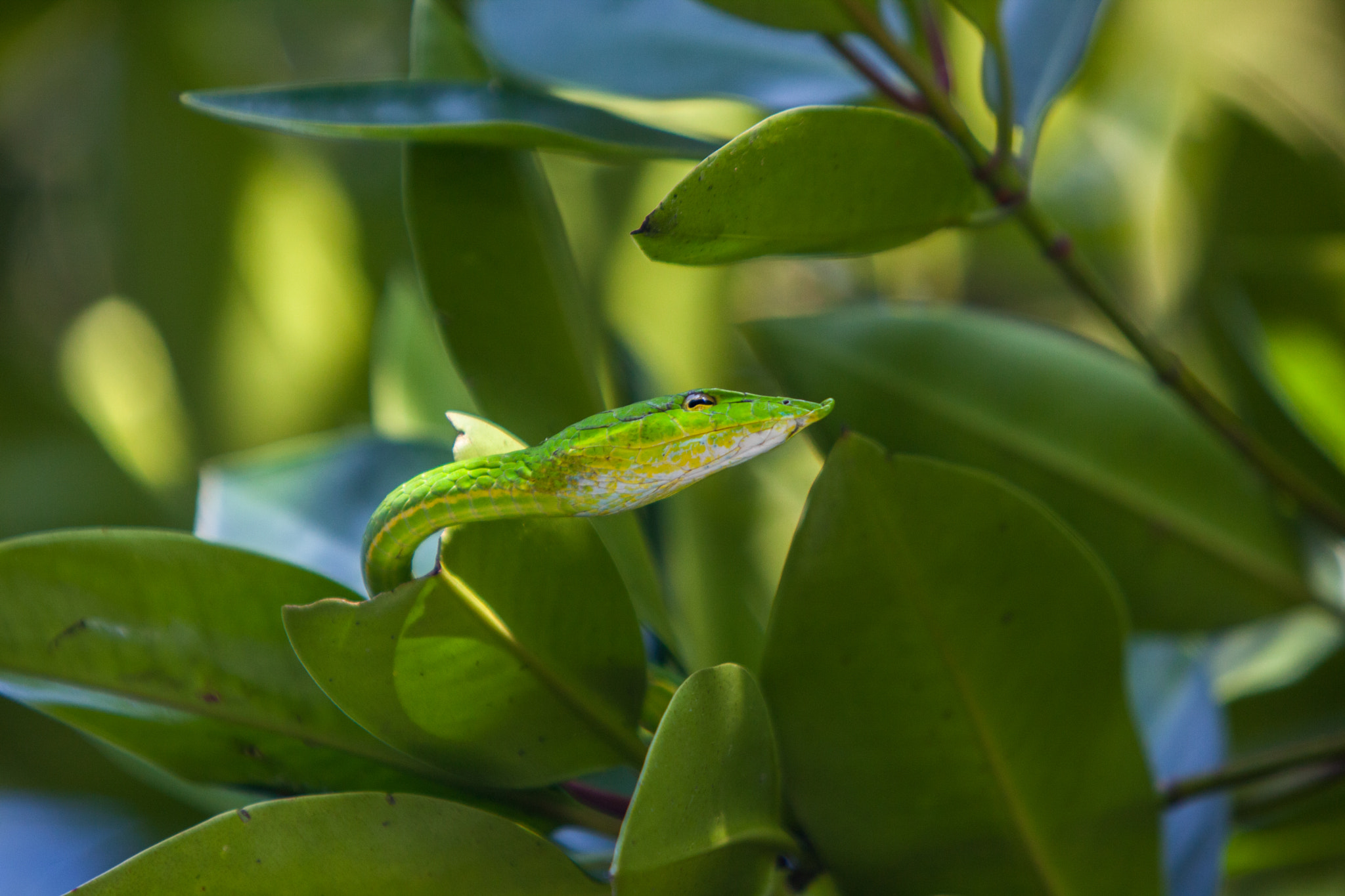 Canon EOS 5D Mark II + Canon EF 70-200mm F2.8L IS USM sample photo. Snake.jpg photography