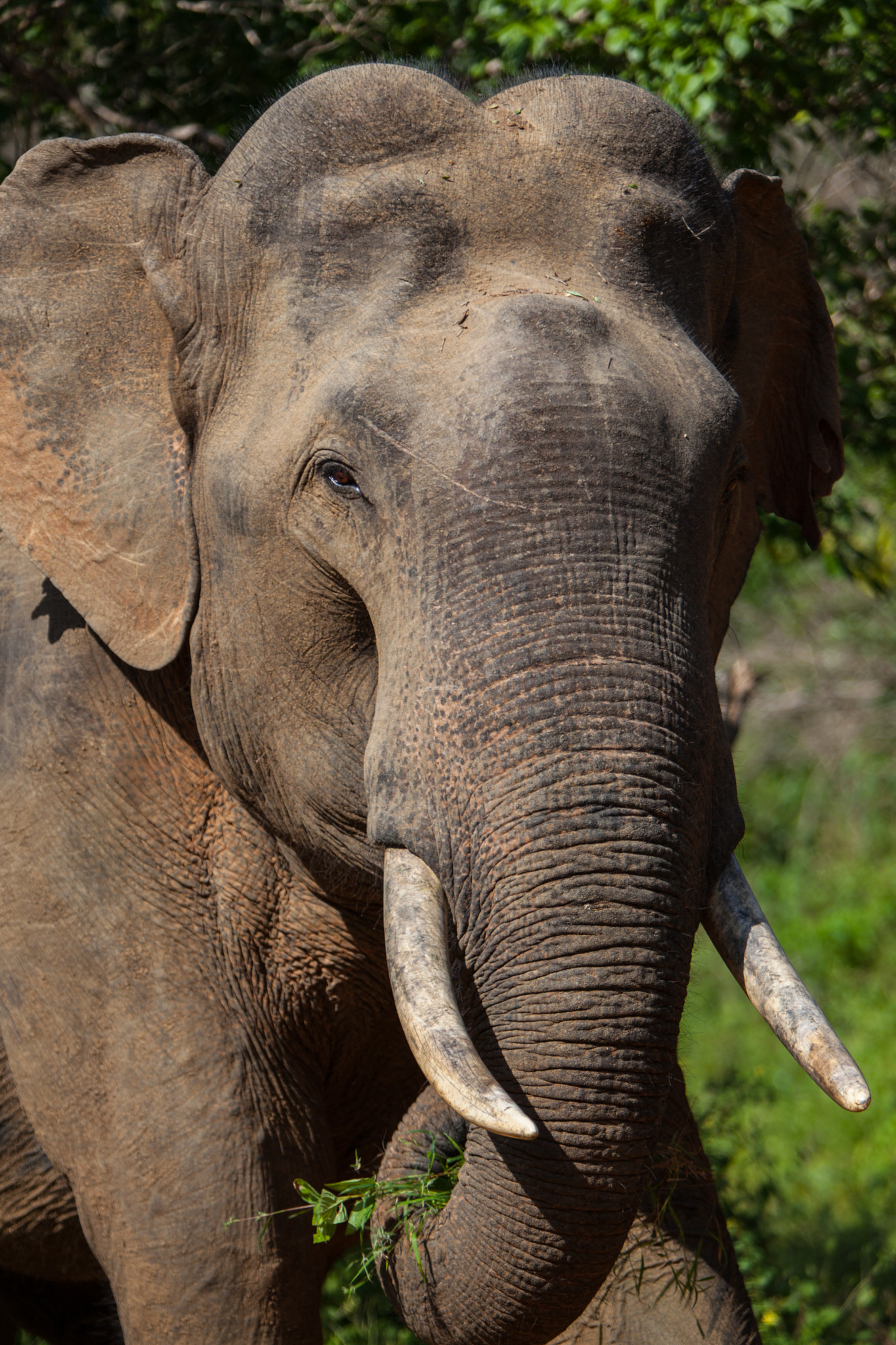 Canon EOS 5D Mark II + Canon EF 70-200mm F2.8L IS USM sample photo. Asian elephant.jpg photography