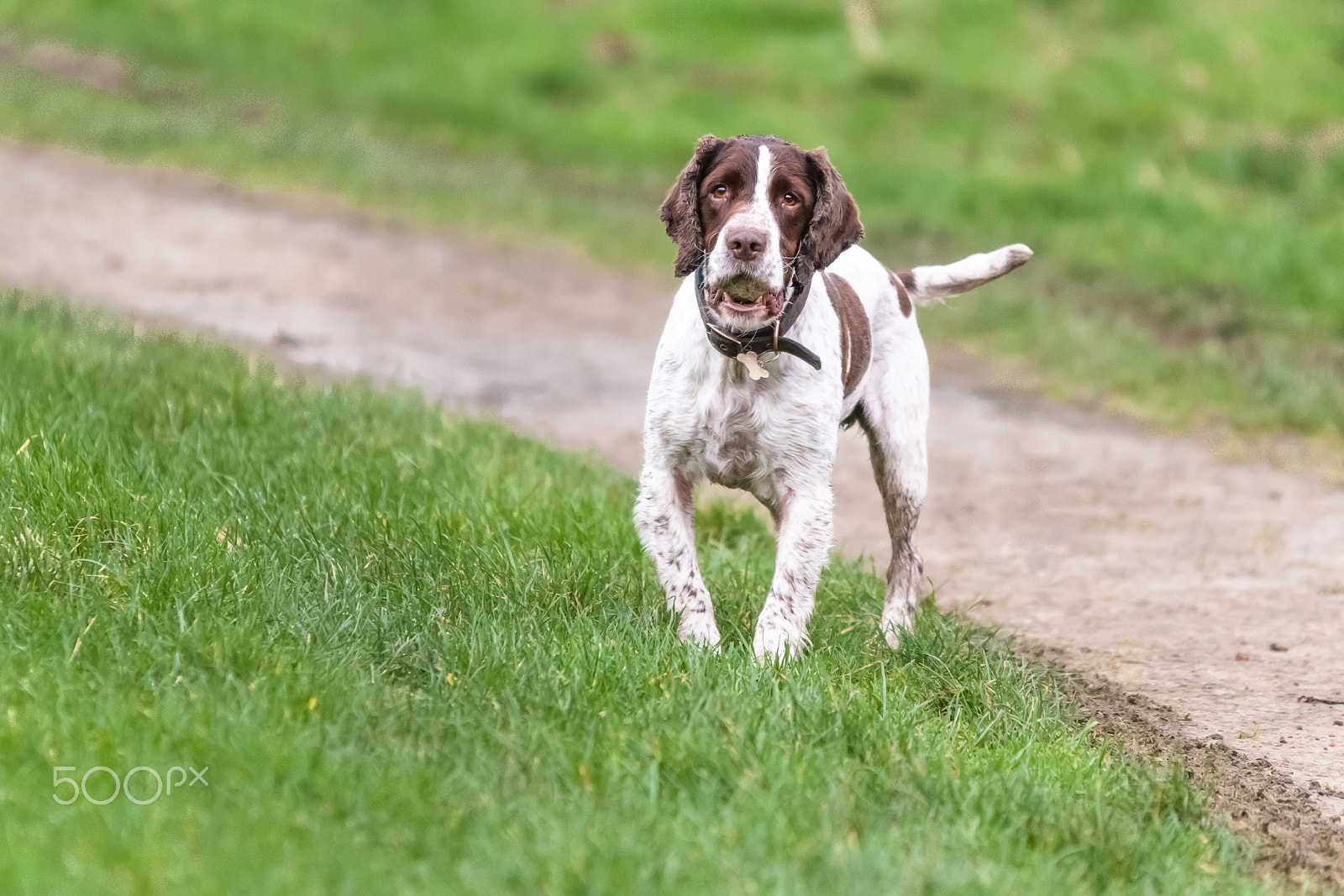 Sigma 70-200mm F2.8 EX DG OS HSM sample photo. Monty photography