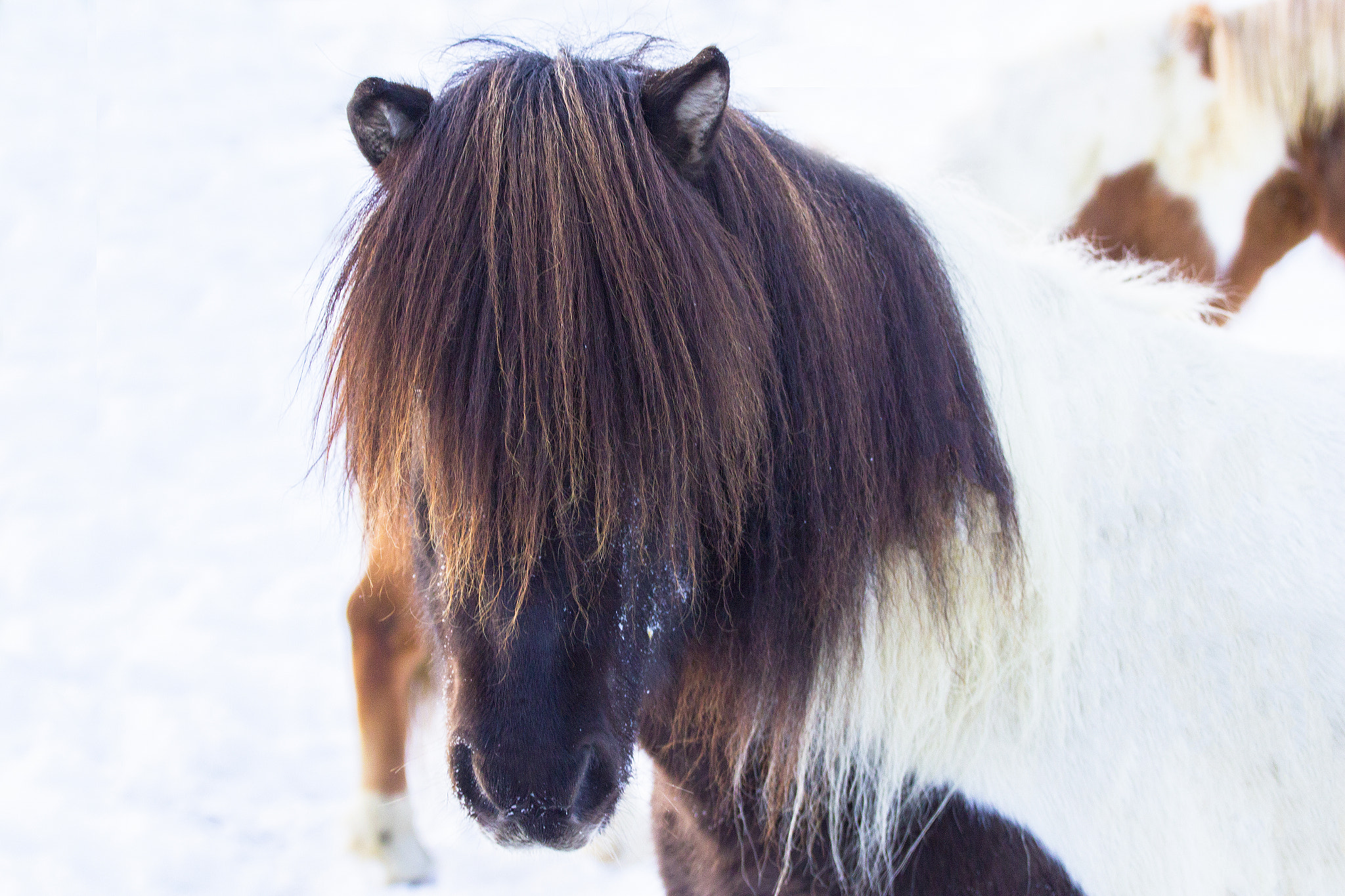 Canon EOS 550D (EOS Rebel T2i / EOS Kiss X4) + Canon EF 70-200mm F4L USM sample photo. Brjánn. icelandic horse photography