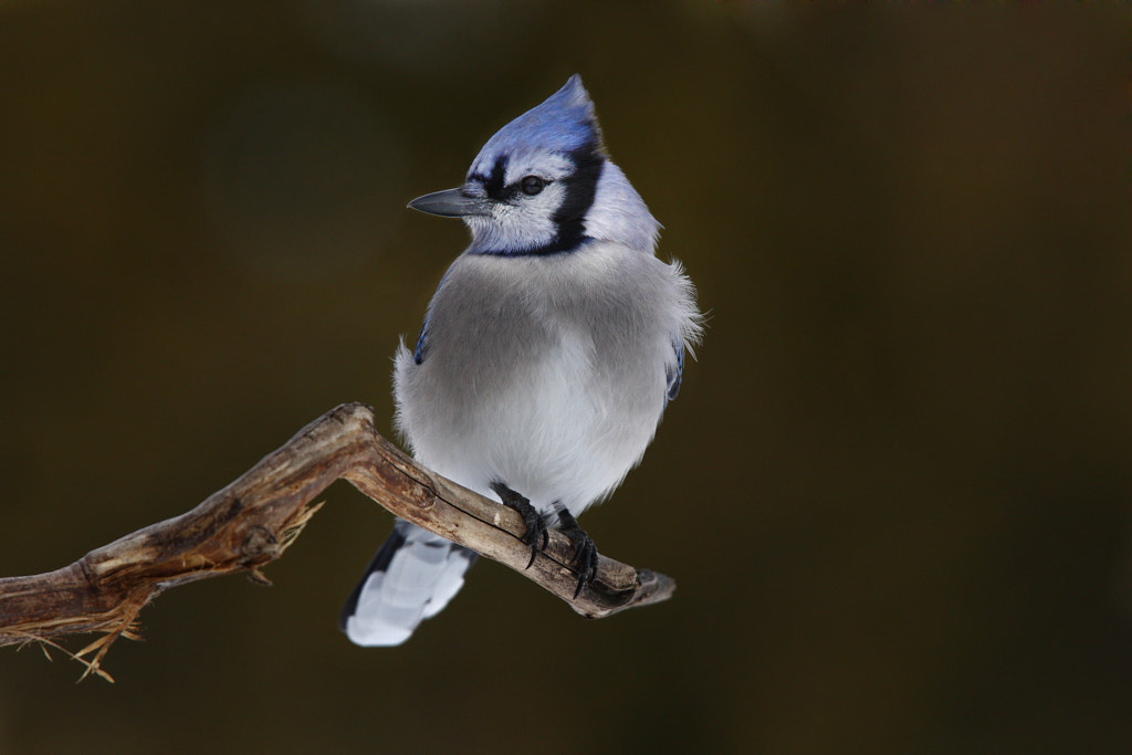 Blue Jay by Jim Most Common Birds in Georgia - georgia birds