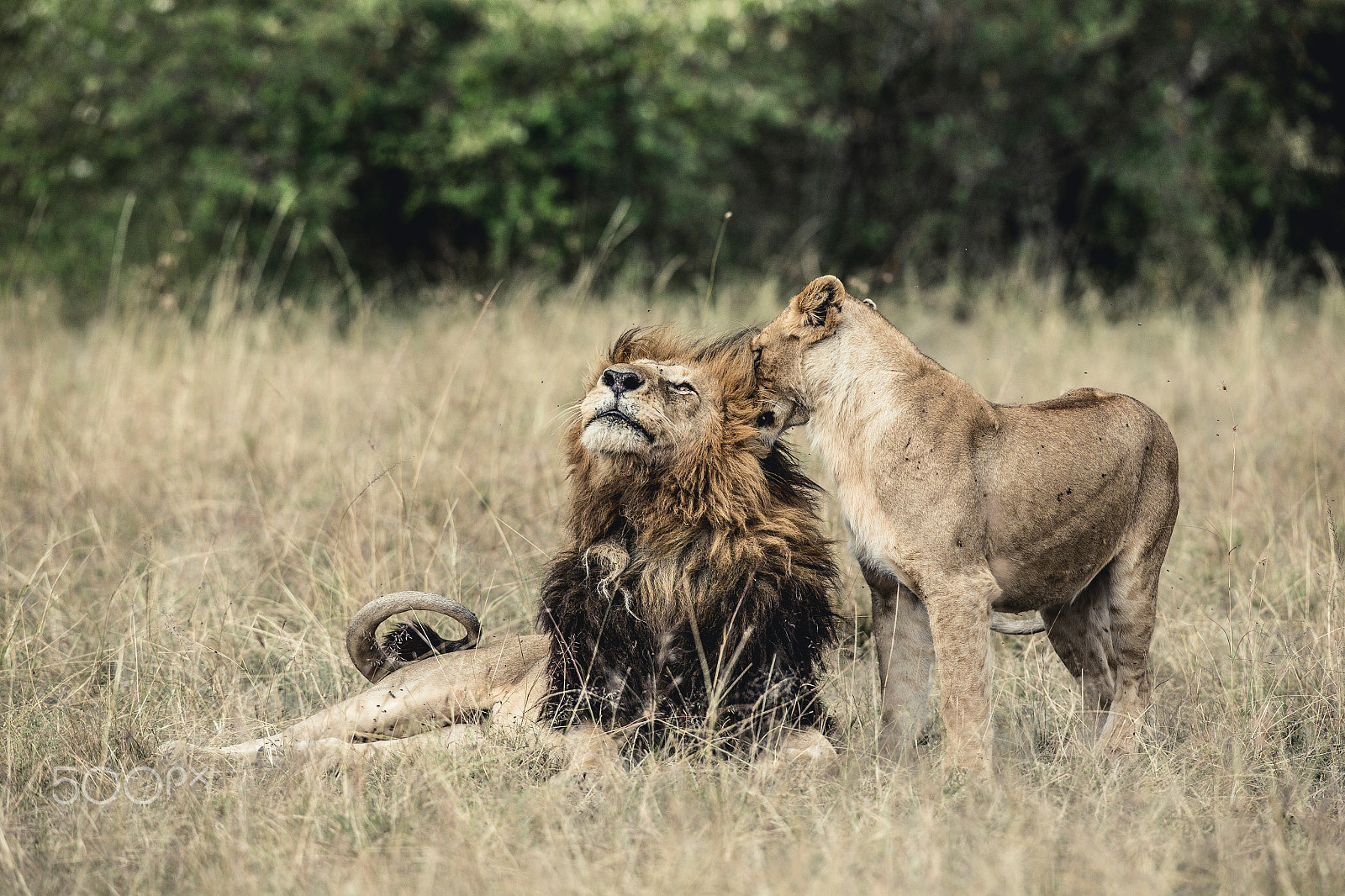 Canon EF 400mm F2.8L IS USM sample photo. In love photography