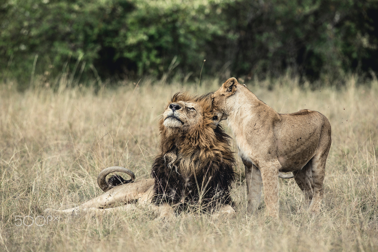 Canon EOS-1D X + Canon EF 400mm F2.8L IS USM sample photo. In love photography