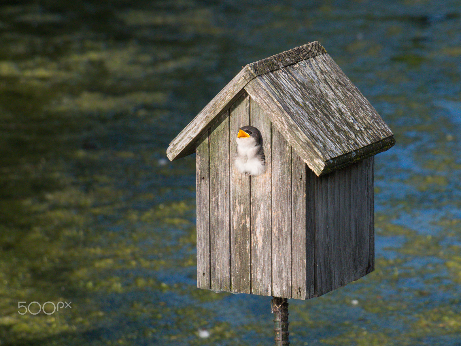 Olympus PEN E-PL5 sample photo. Juvenile swallow waiting for food photography