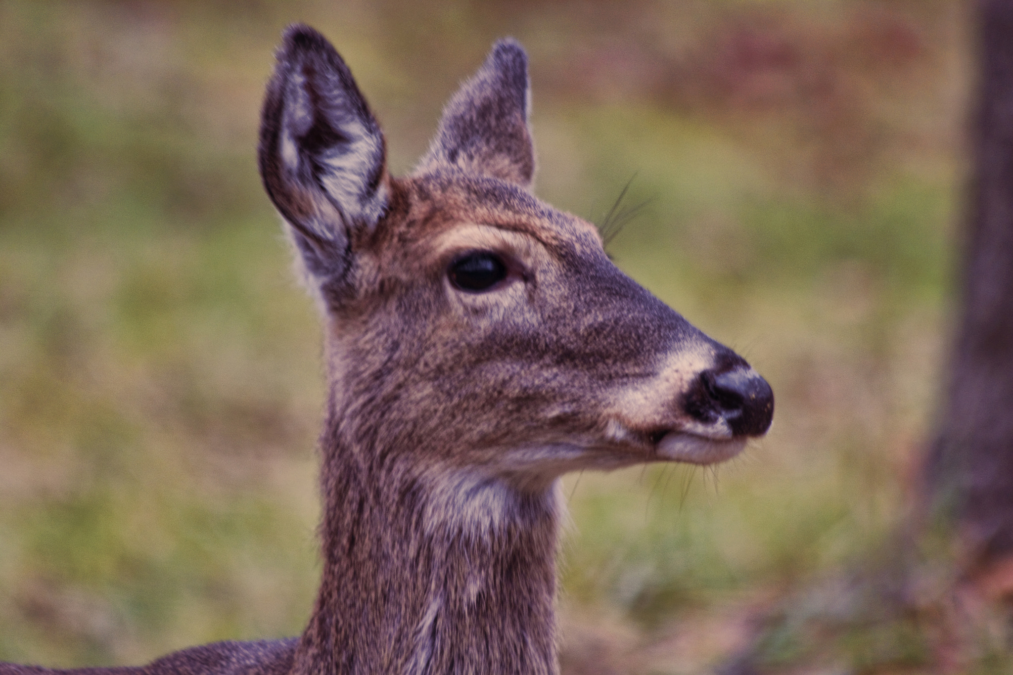 Canon EF 70-300mm F4-5.6 IS USM sample photo. Doe photography