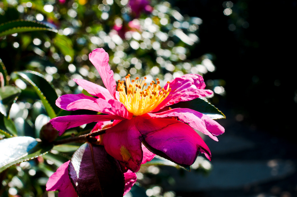 Nikon D300 + Nikon AF Nikkor 35mm F2D sample photo. Sunshine photography