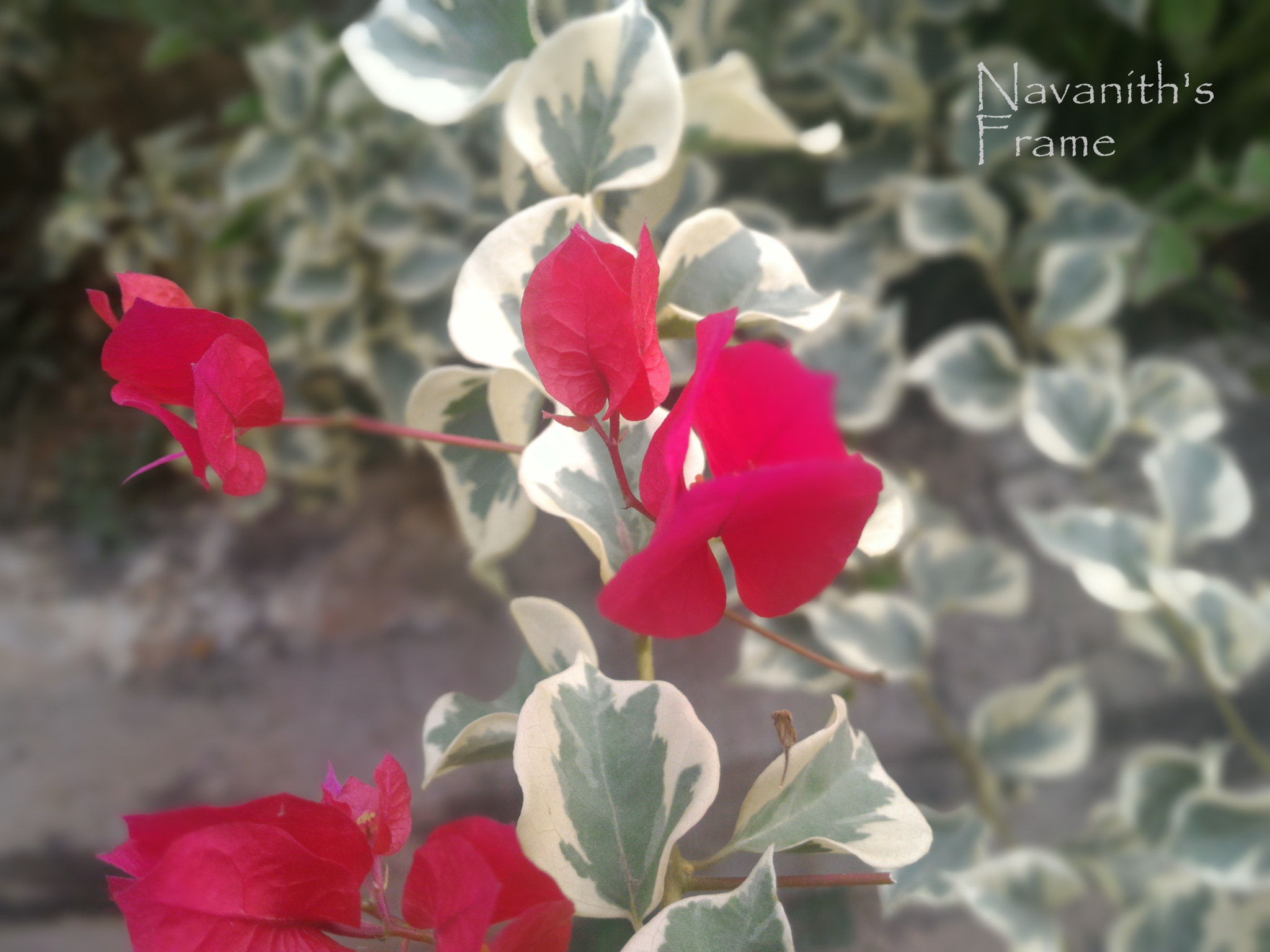 ASUS ZenFone 2 (ZE550ML) sample photo. Three shades of joy photography