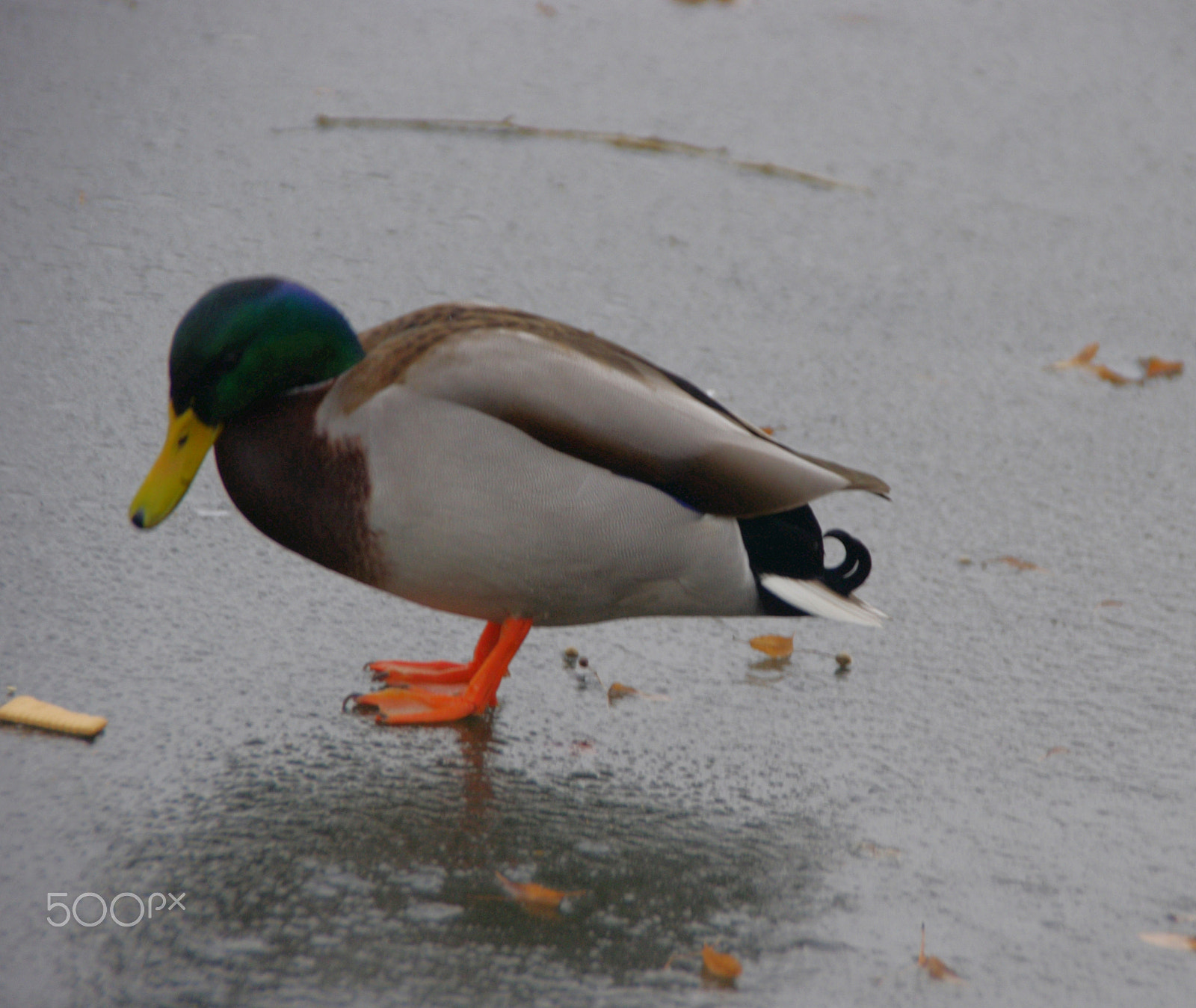 Pentax K-x sample photo. _igp7407.jpg photography