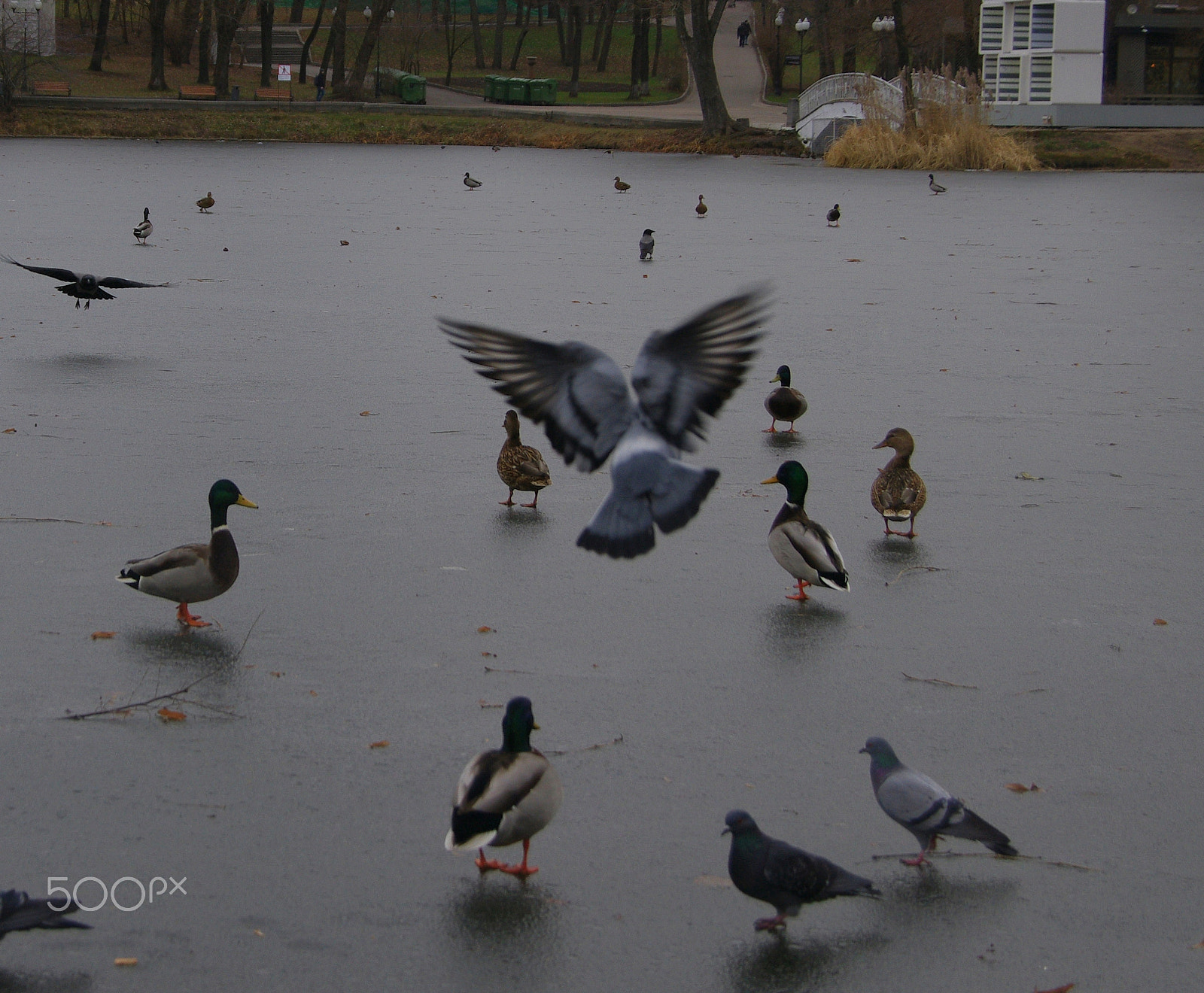 Pentax K-x sample photo. _igp7410.jpg photography