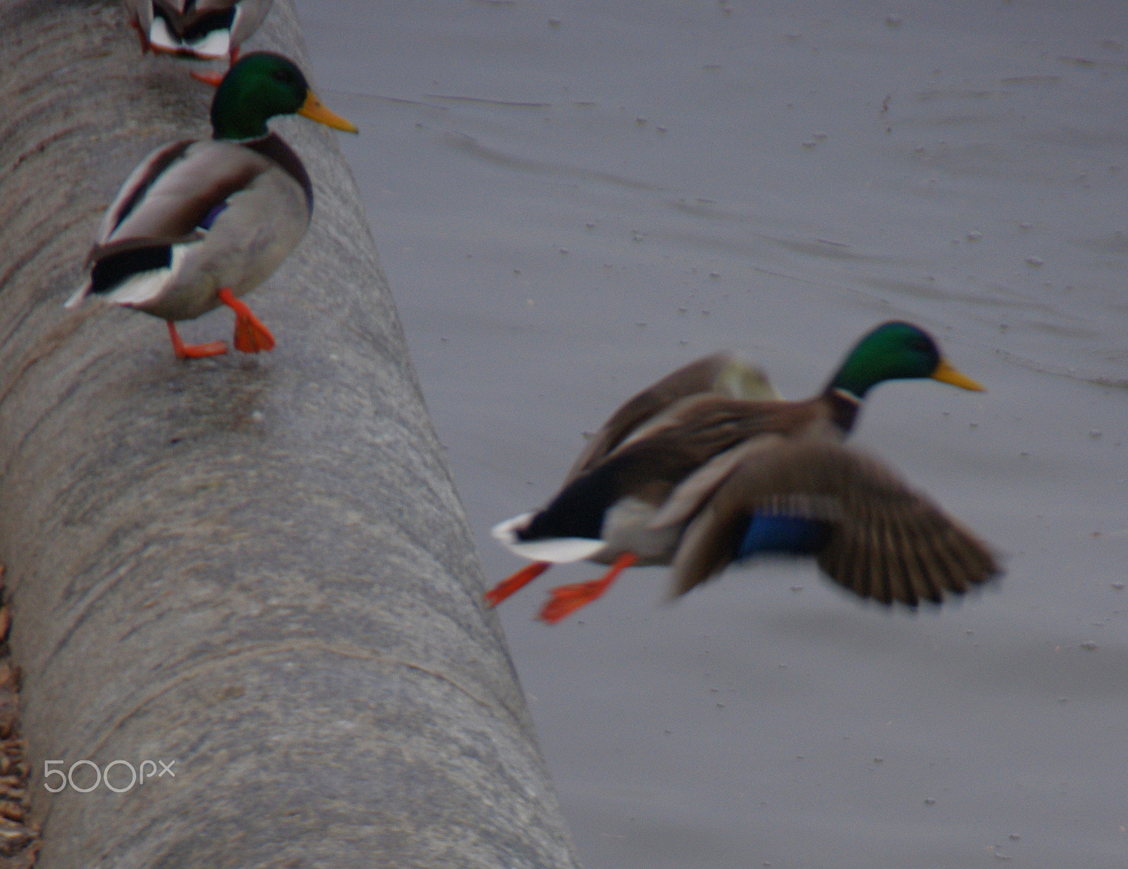 Pentax K-x sample photo. _igp7437-1.jpg photography