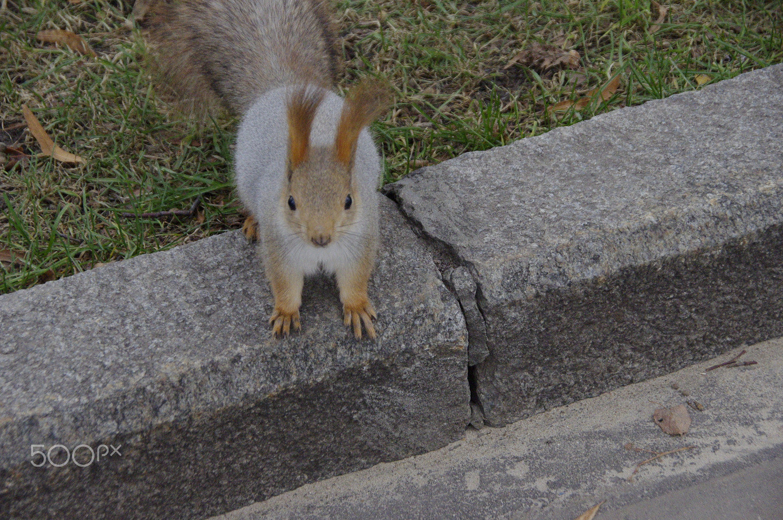 Pentax K-x sample photo. _igp7471.jpg photography