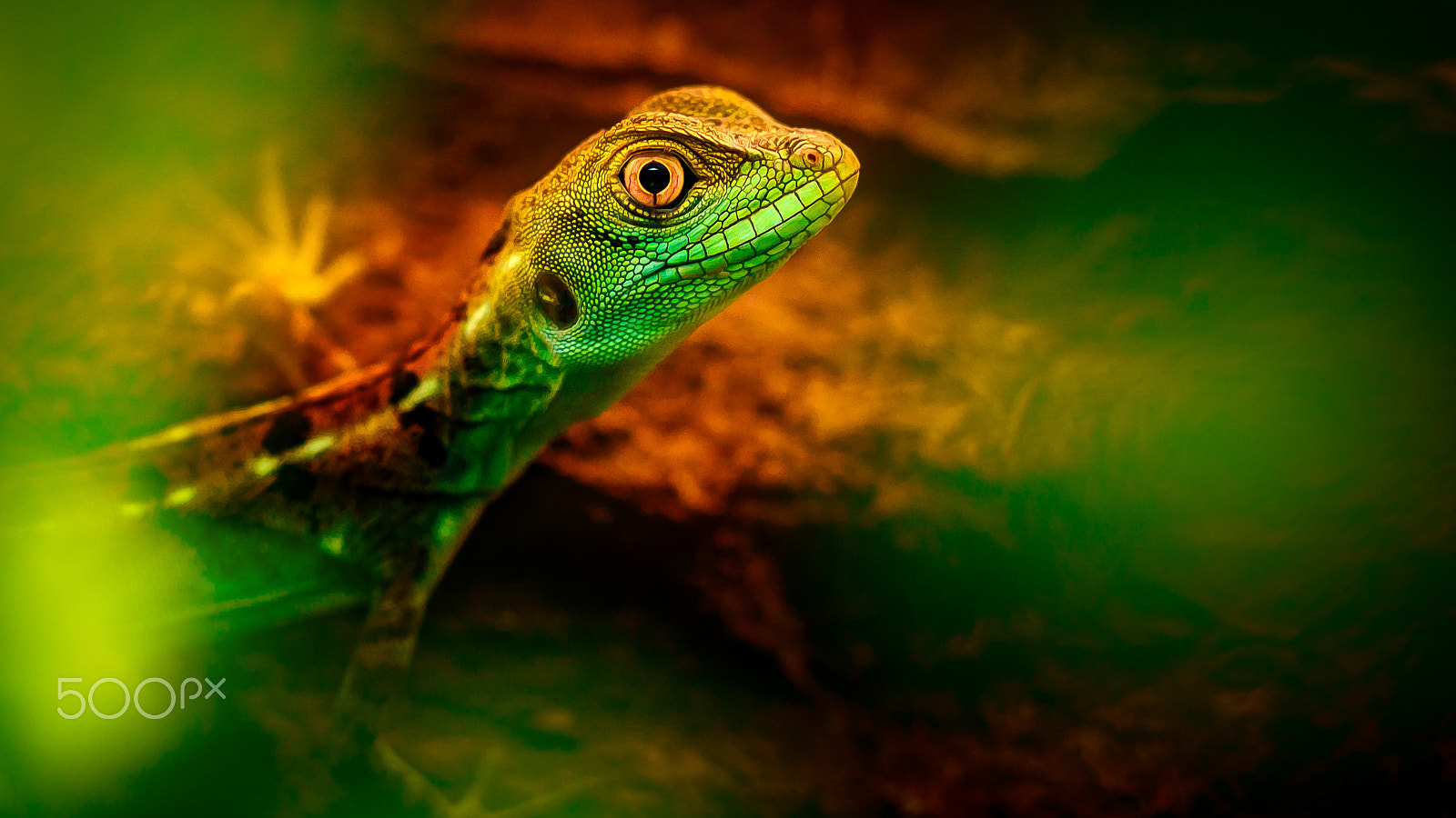 Canon EOS 7D Mark II + Canon EF 100mm F2.8 Macro USM sample photo. Little lizard photography