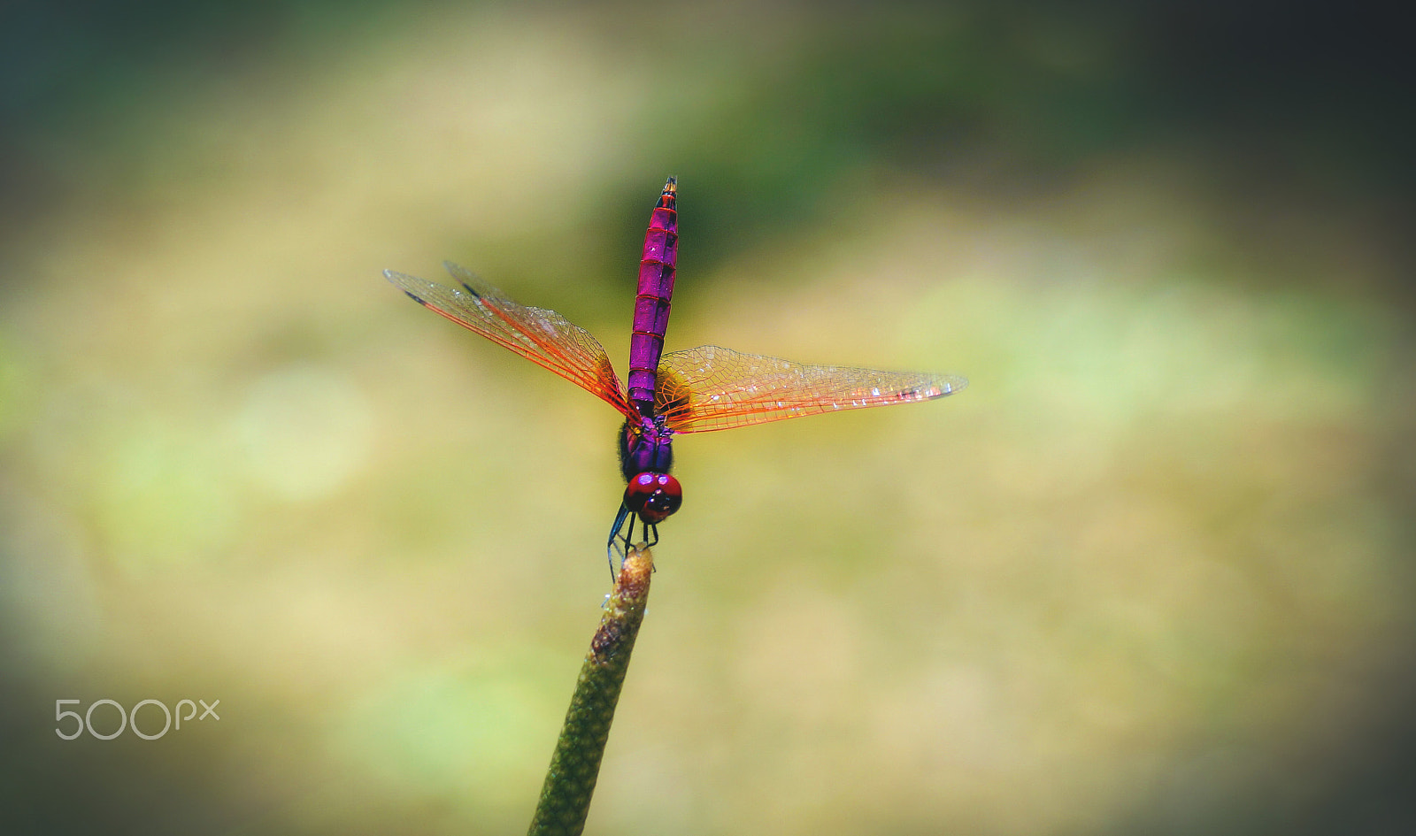 Sony SLT-A57 + Sony DT 55-200mm F4-5.6 SAM sample photo. Dragonfly photography