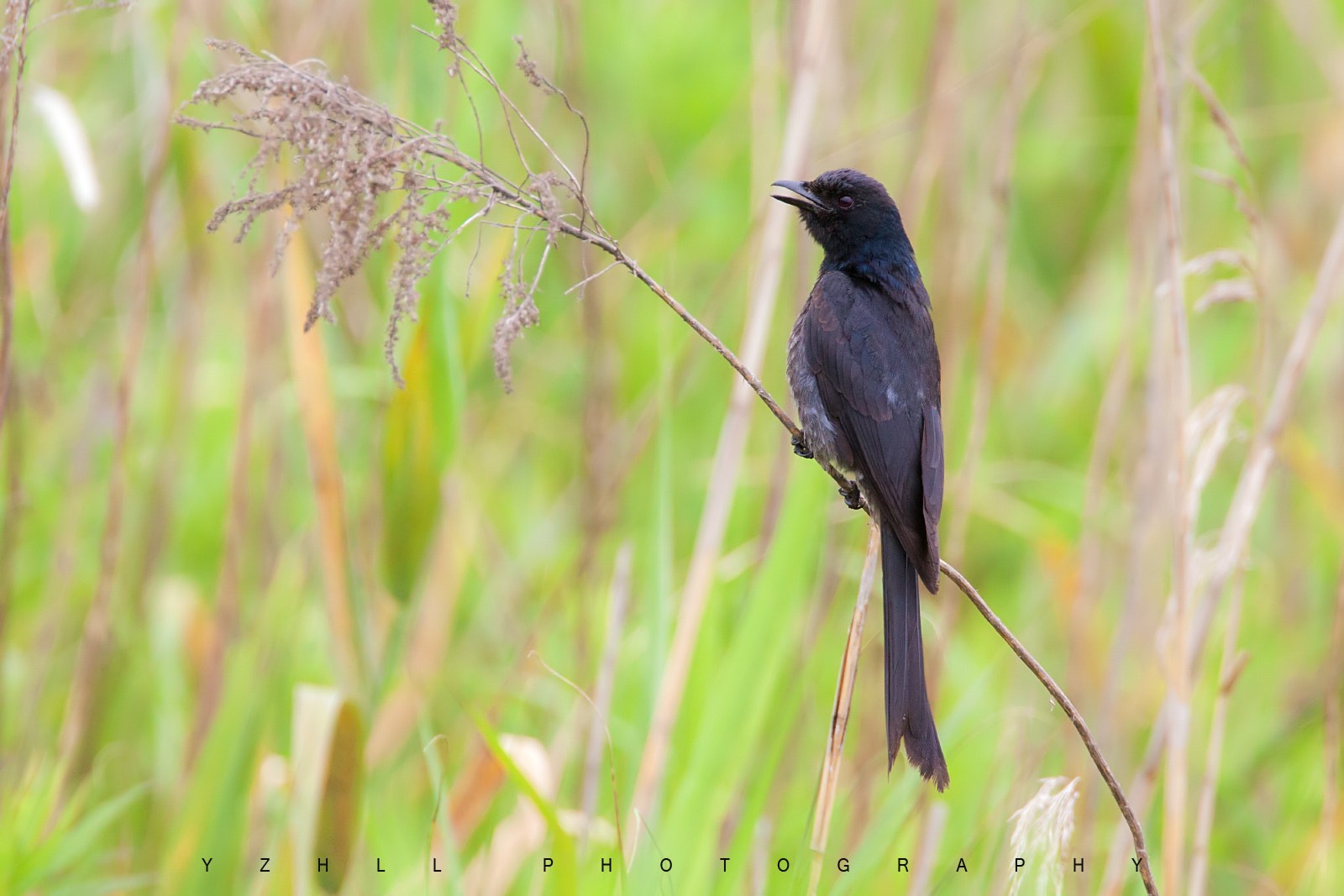 Canon EF 500mm F4L IS USM sample photo. Dicrurus leucophaeus photography