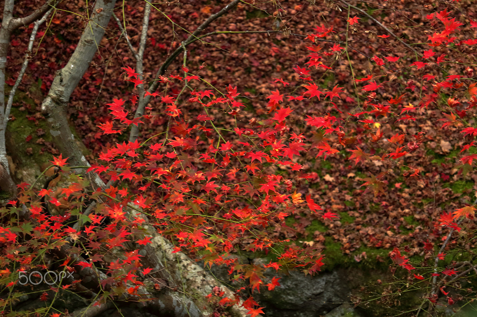 Canon EOS 100D (EOS Rebel SL1 / EOS Kiss X7) sample photo. Fallen leaves photography