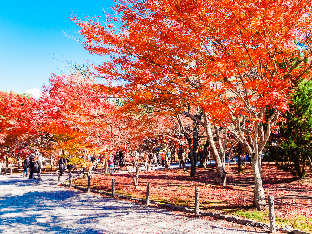 Olympus E-30 + Olympus Zuiko Digital 14-54mm F2.8-3.5 II sample photo. 南禪寺 photography