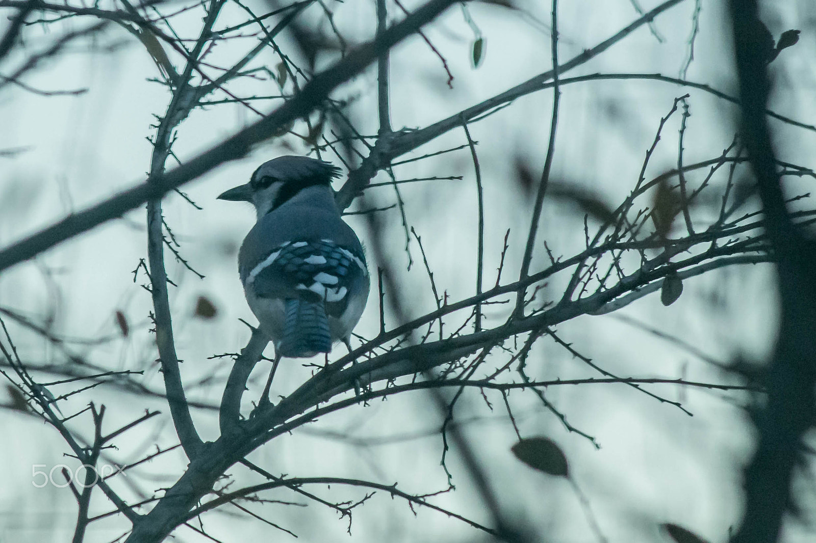 Canon EF 200mm f/2.8L II + 2x sample photo. Blue jay photography