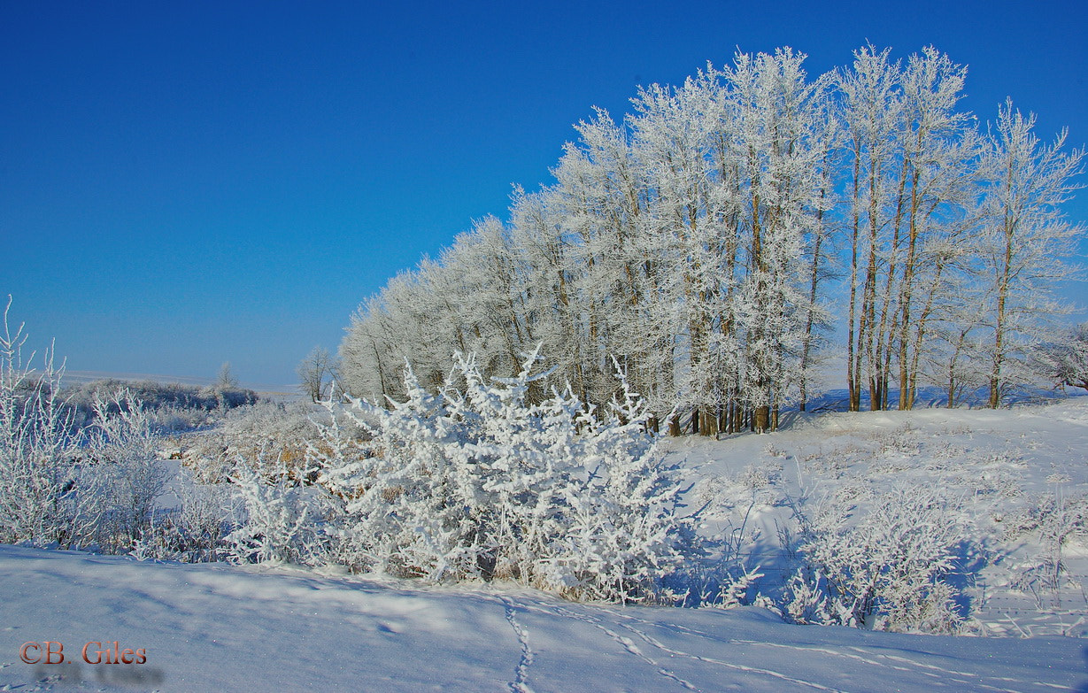 Pentax K10D sample photo. Hoarfrost morning photography