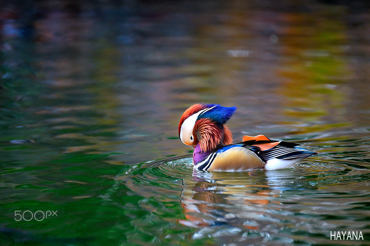 Nikon D4S sample photo. Mandarin duck photography