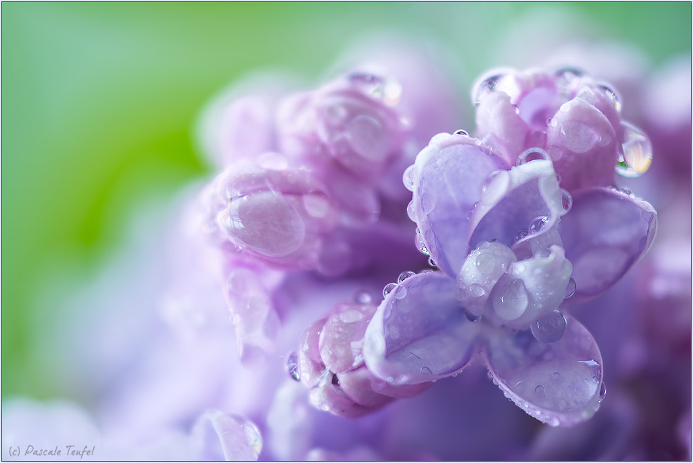 Sigma 150mm F2.8 EX DG Macro HSM sample photo. Wet spring kiss photography