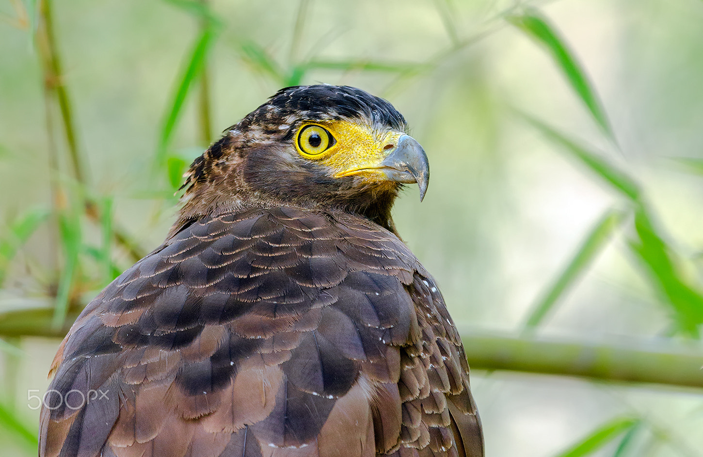 Nikon D7000 + Nikon AF-S Nikkor 500mm F4G ED VR sample photo. Crested serpent eagle photography