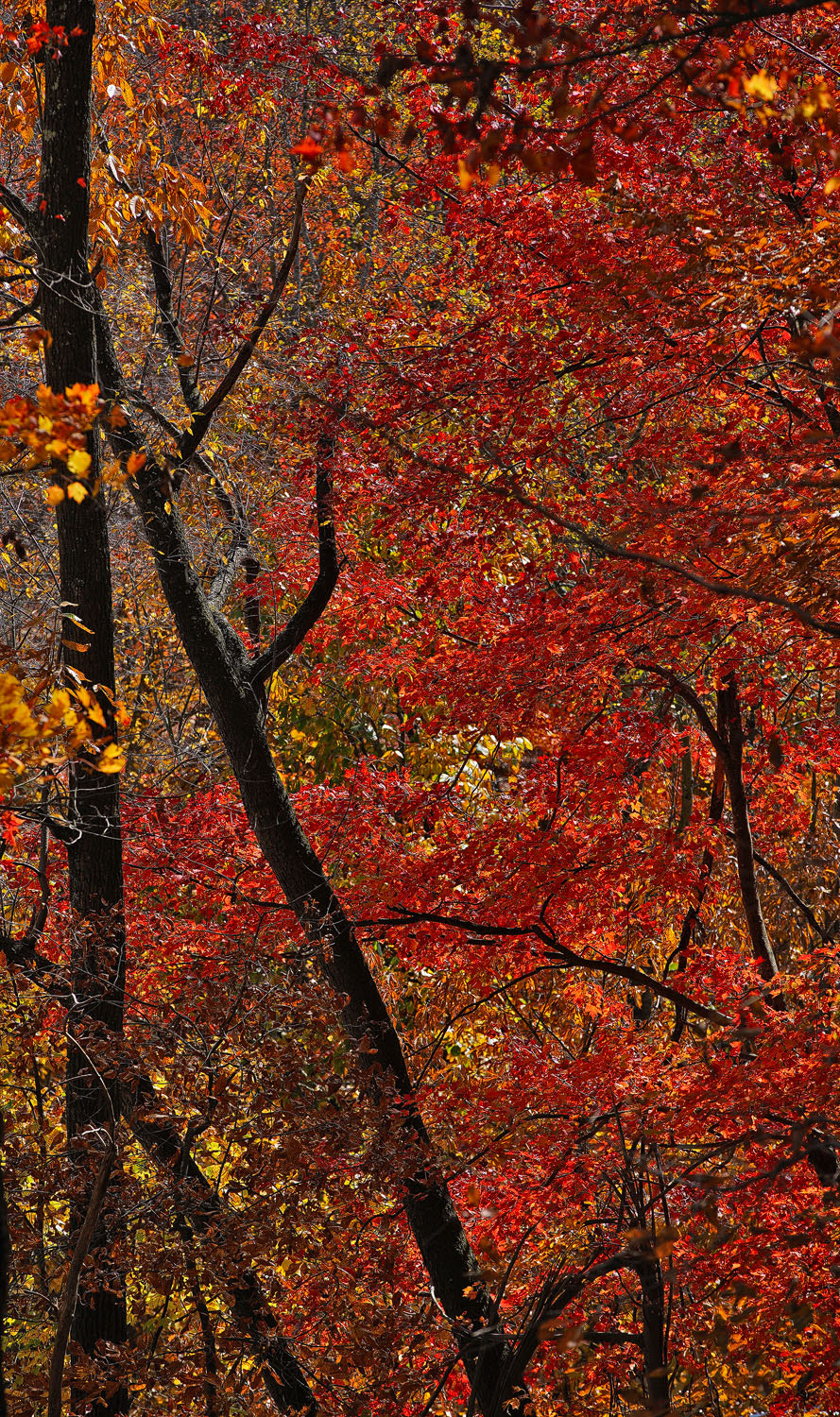 Sony a7R II + 70-200mm F2.8 G SSM OSS II sample photo. Fall photography