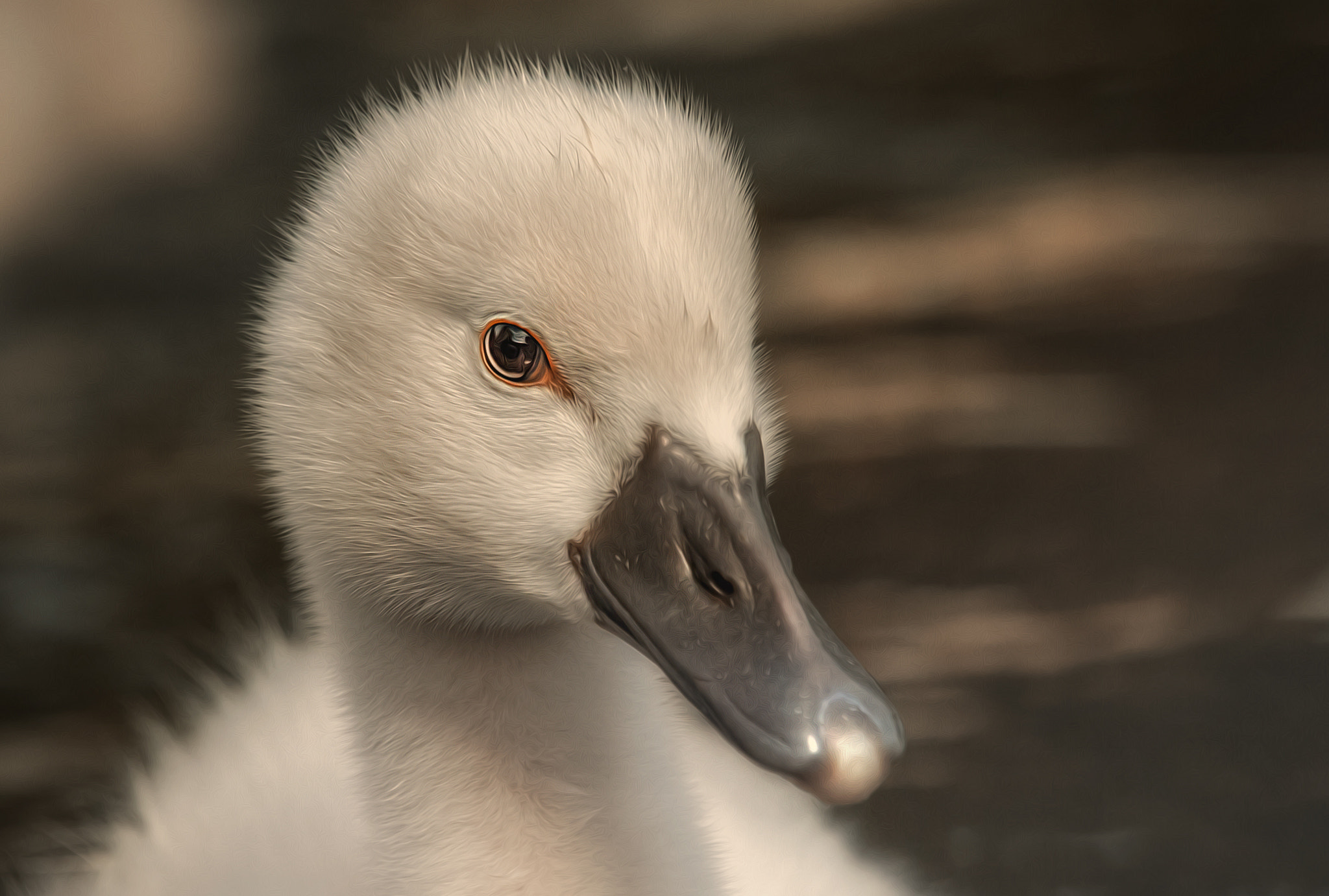 Sigma 50-500mm f/4-6.3 APO HSM EX sample photo. Sweety photography