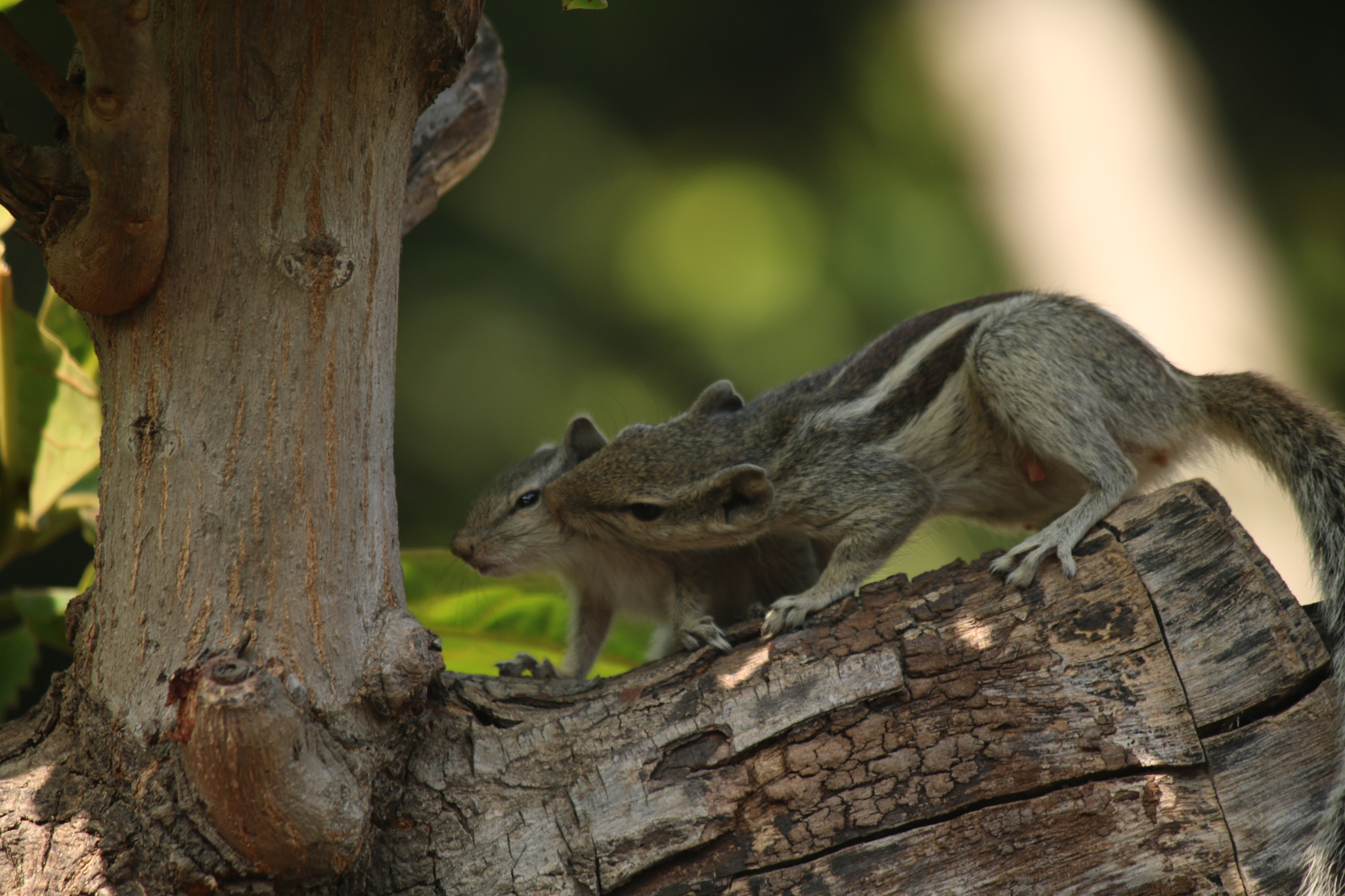 Canon EF-S 55-250mm F4-5.6 IS sample photo. Love of mother - squirrel photography