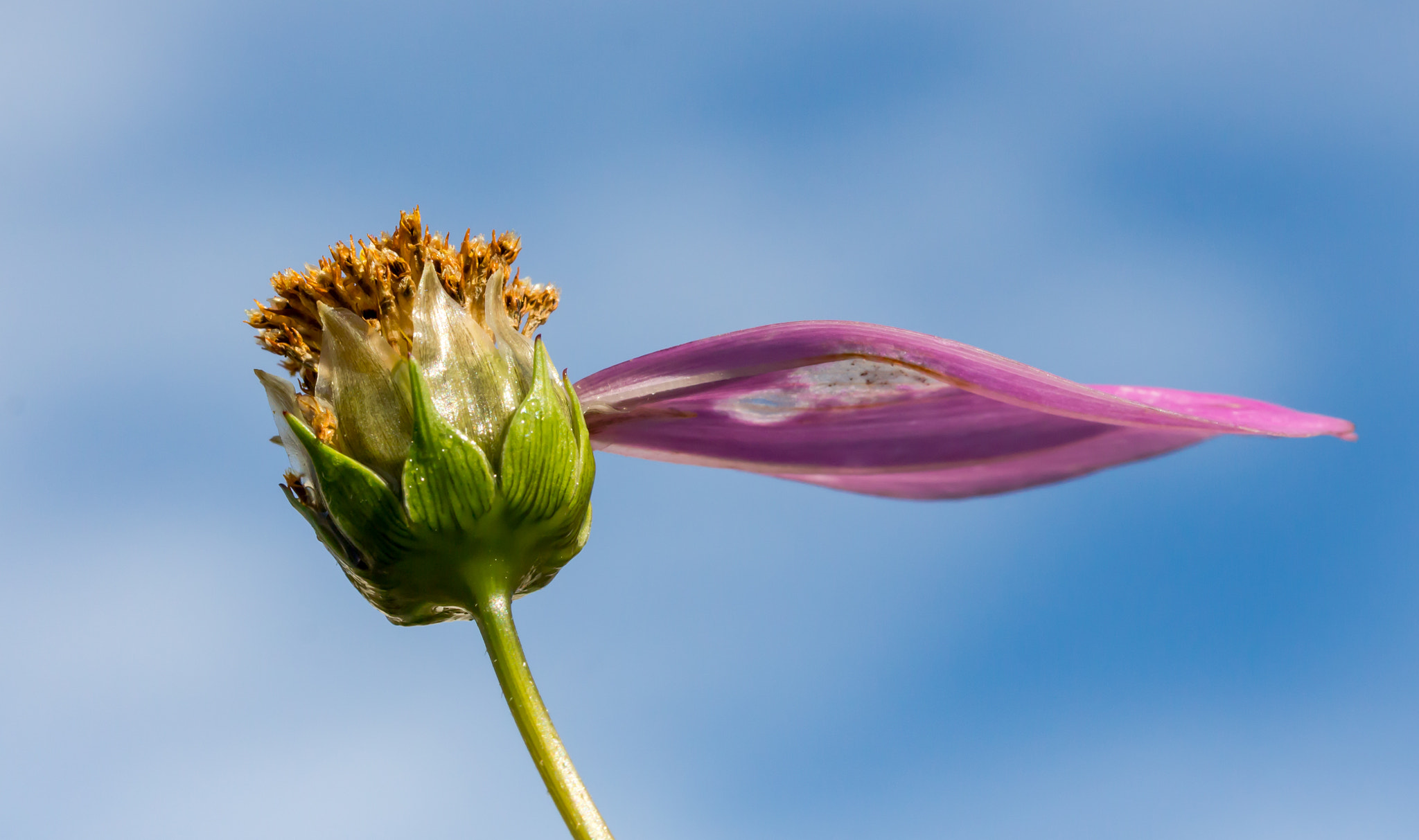 Canon EOS 650D (EOS Rebel T4i / EOS Kiss X6i) + Canon EF 100mm F2.8L Macro IS USM sample photo. Still alive! photography