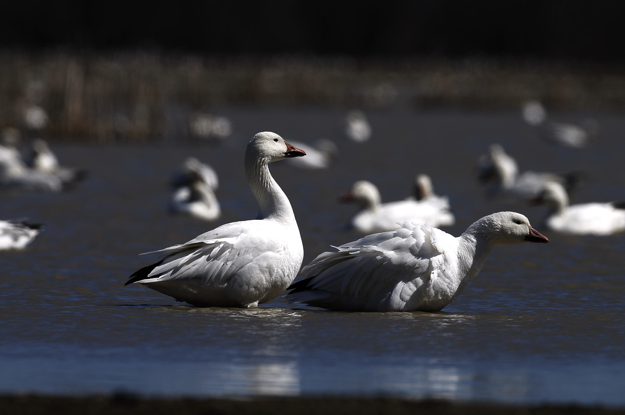 Nikon D300S + Nikon AF-S Nikkor 500mm F4G ED VR sample photo. Oie des neiges, snow goose photography