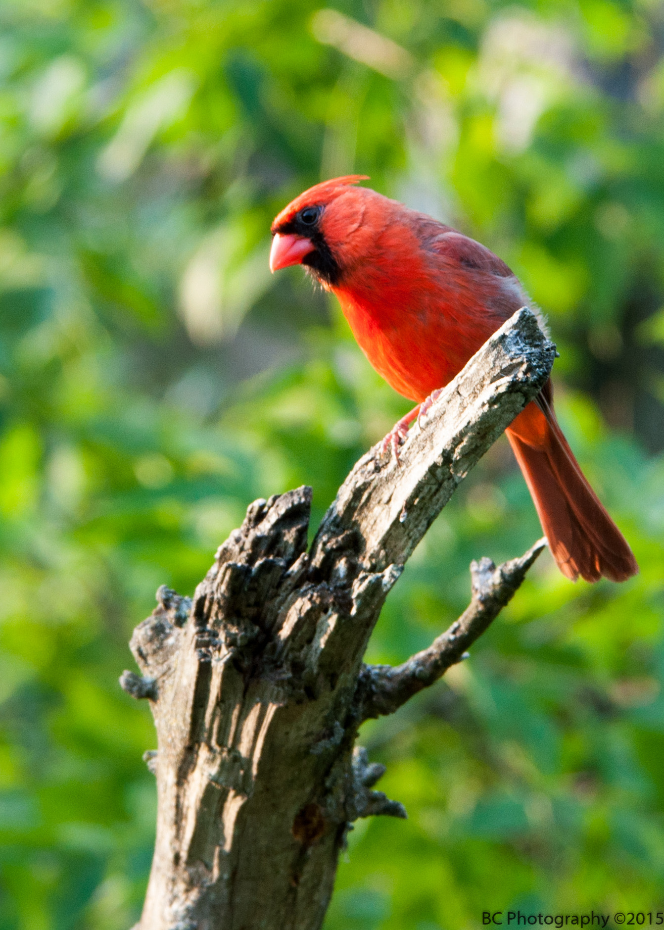 Nikon D90 + Nikon AF Nikkor 80-400mm F4.5-5.6D ED VR sample photo. Northern cardinal photography