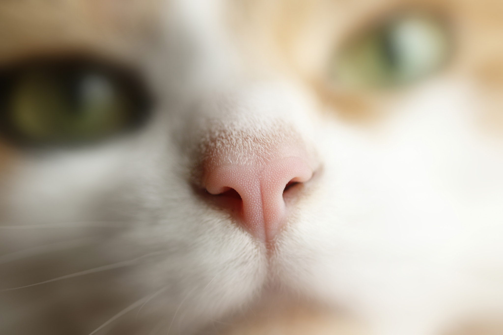 Canon EF 100mm F2.8 Macro USM sample photo. Pink button ❖ bouton rose photography