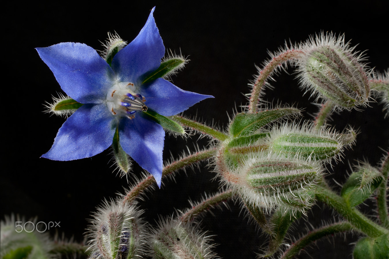 Pentax smc D-FA 50mm F2.8 Macro sample photo. Flor photography