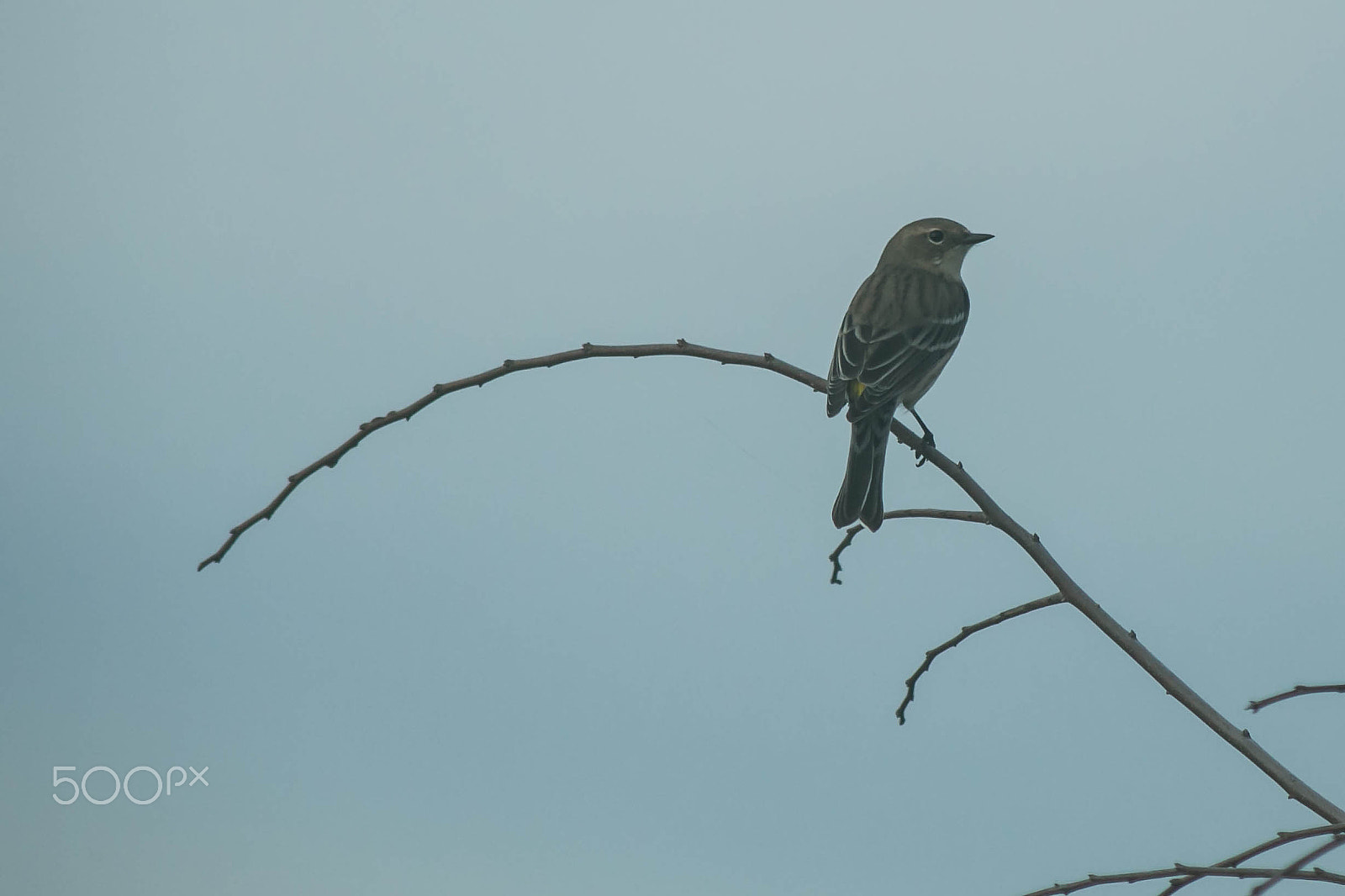 Canon EF 200mm f/2.8L II + 2x sample photo. Yellow rumped warbler photography
