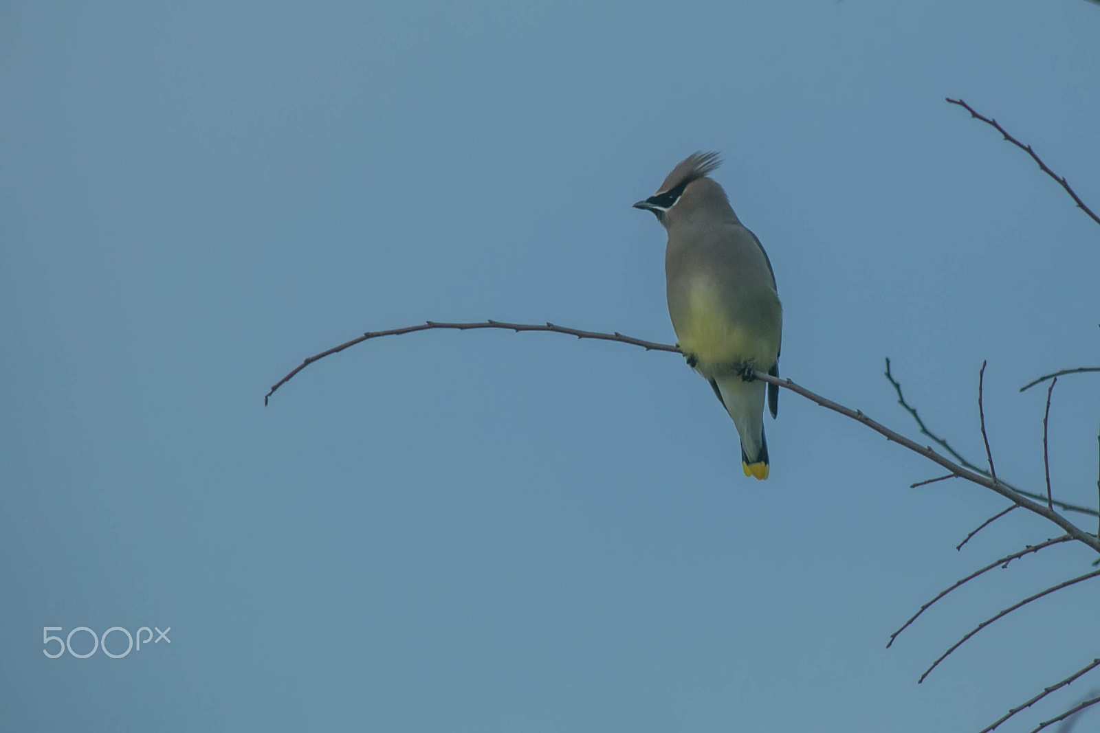 Canon EF 200mm f/2.8L II + 2x sample photo. Cedar waxwing photography