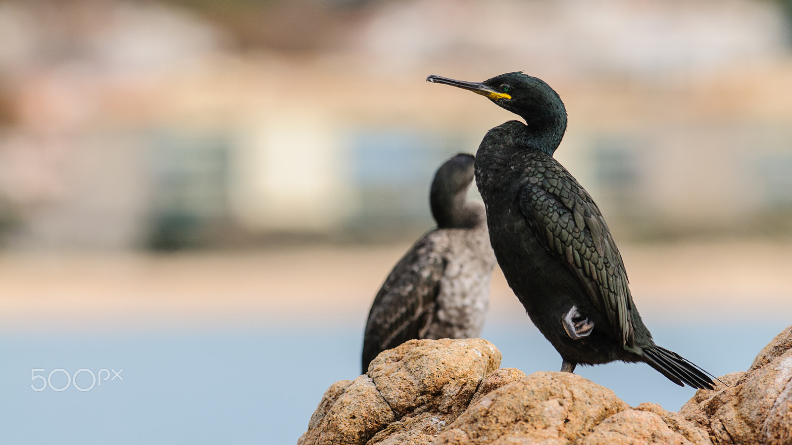 Nikon AF-S Nikkor 300mm F2.8G ED-IF VR sample photo. Shag photography