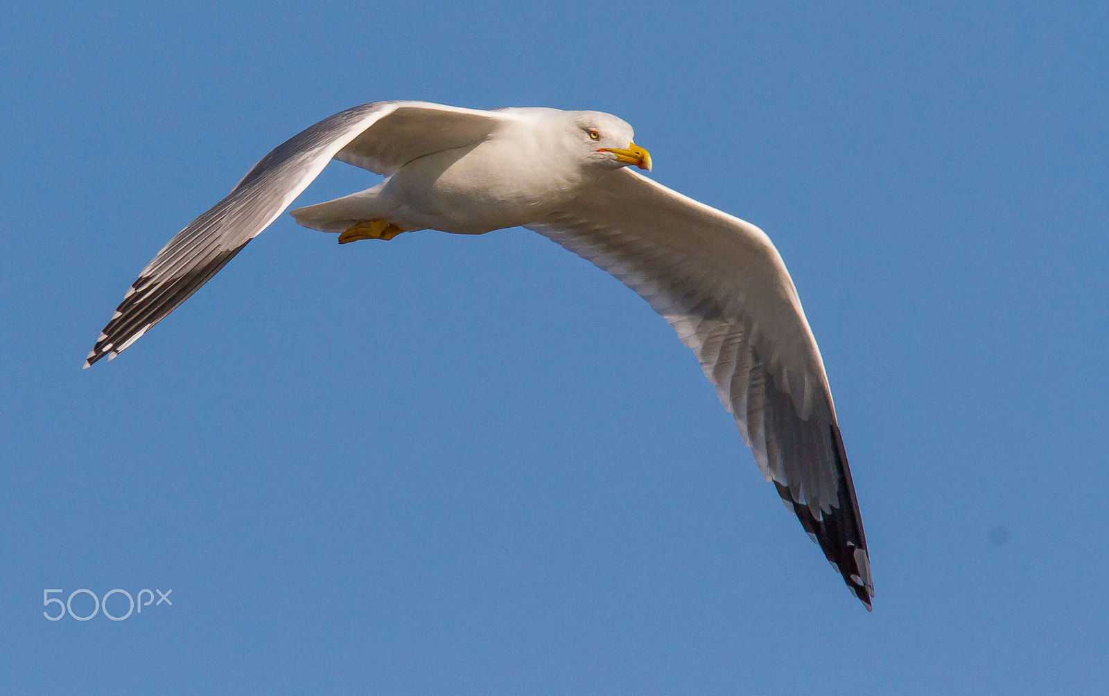 Canon EOS 7D + Tamron SP 150-600mm F5-6.3 Di VC USD sample photo. Seagull photography