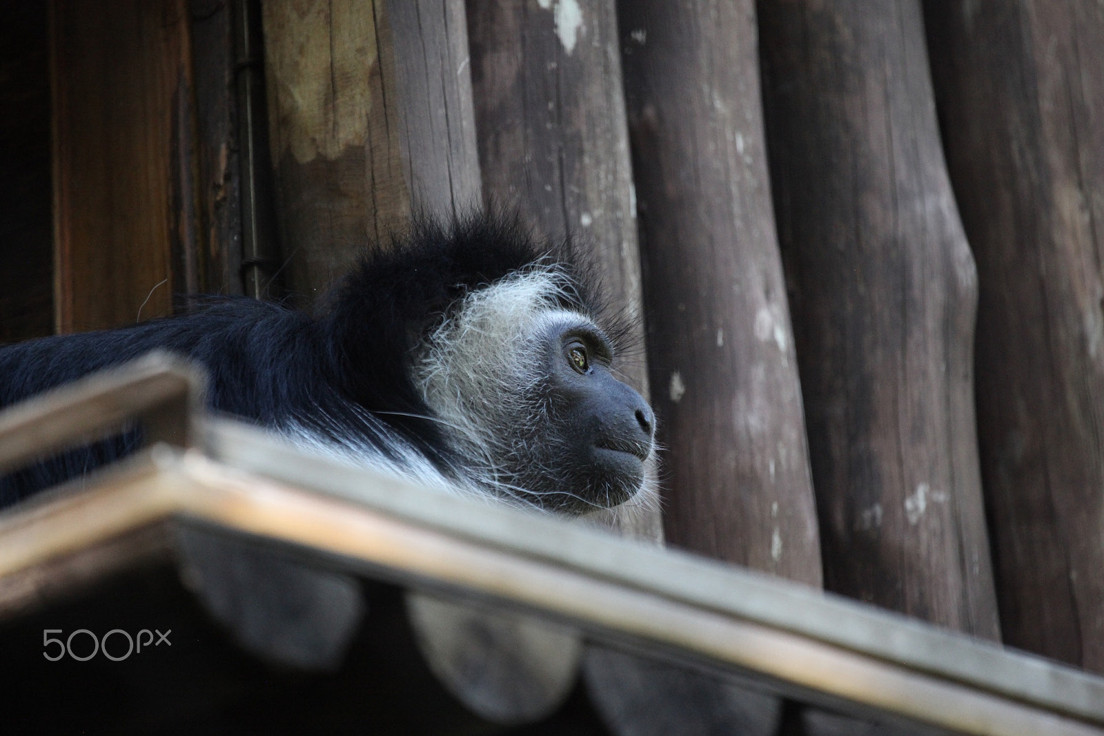 Canon EF 100-400mm F4.5-5.6L IS USM sample photo. Monkey looking out of his little hut. photography