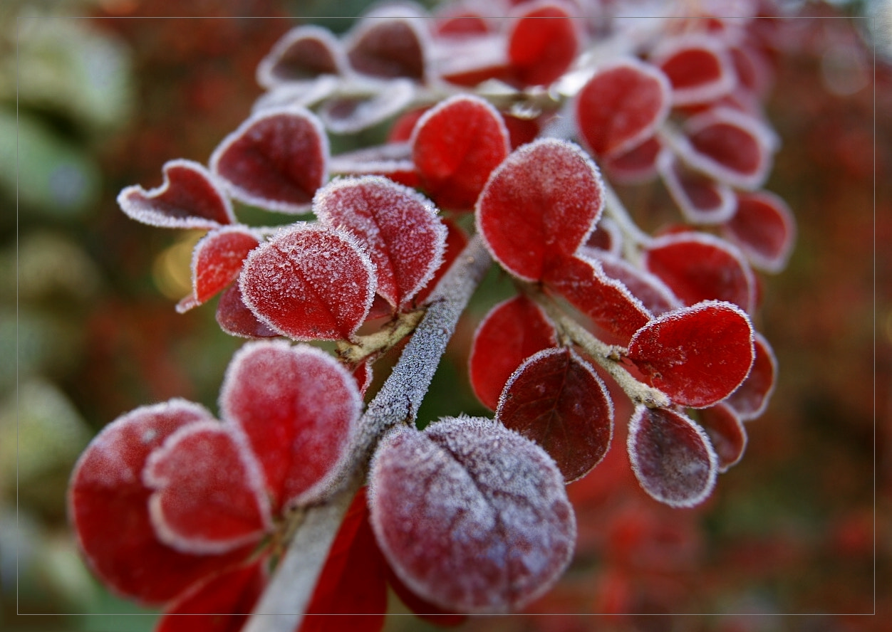 Sony DT 18-55mm F3.5-5.6 SAM sample photo. Frozen photography