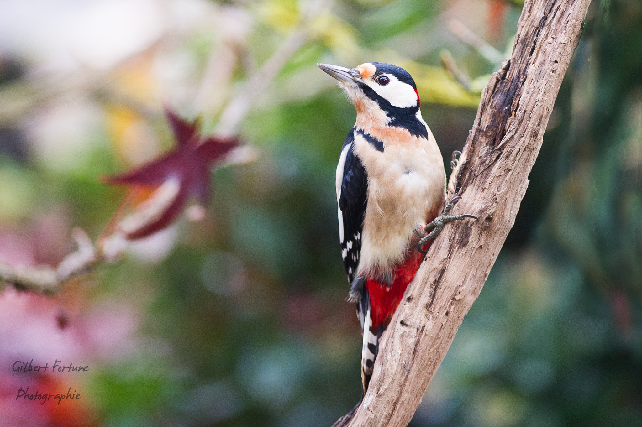 Nikon AF-S Nikkor 300mm F2.8G ED VR II sample photo. Woodpecker photography