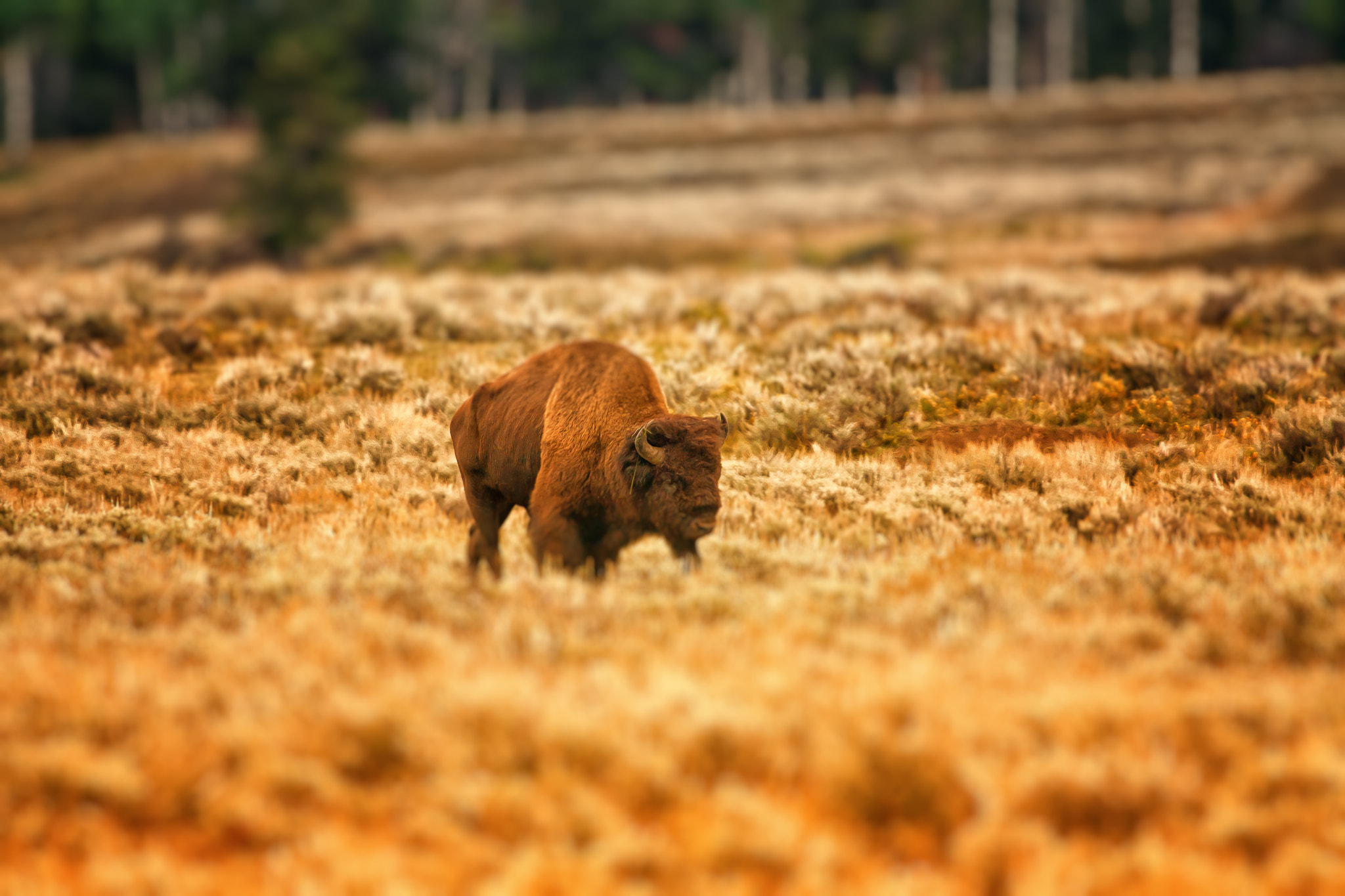 Canon EF 100-400mm F4.5-5.6L IS USM sample photo. Edit edit photography