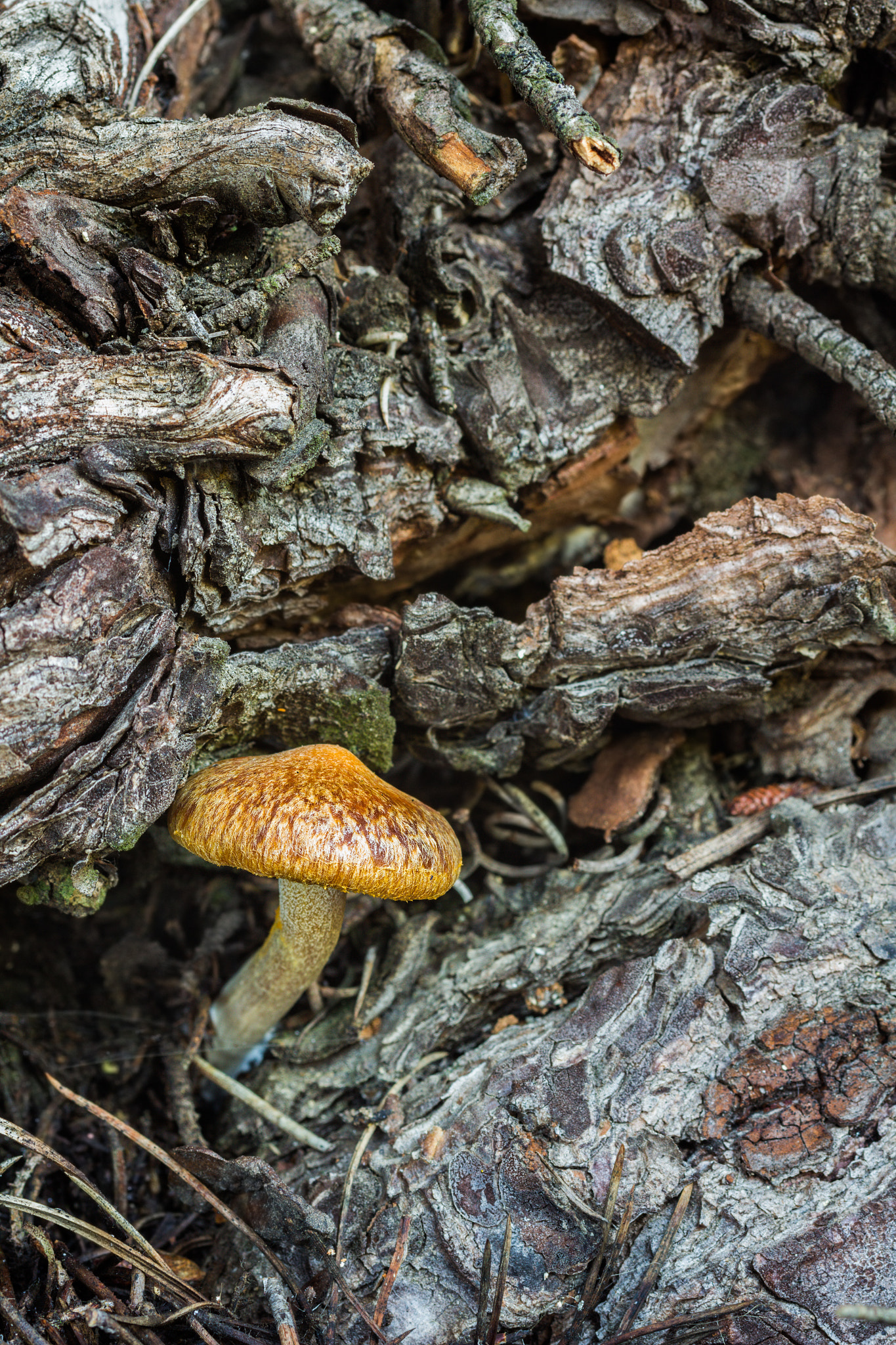 Canon EOS 60D + Sigma 50mm f/2.8 EX sample photo. Creciendo en madera photography