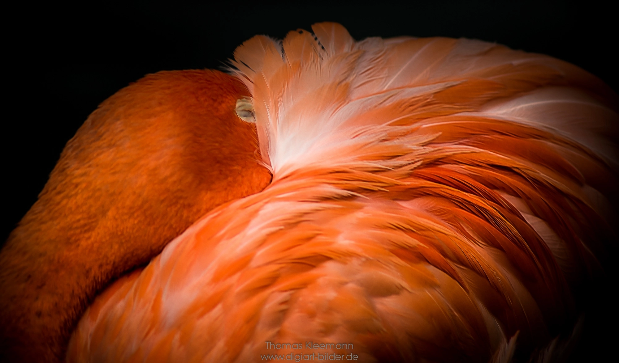 Sony 75-300mm F4.5-5.6 sample photo. Sleeping flamingo photography