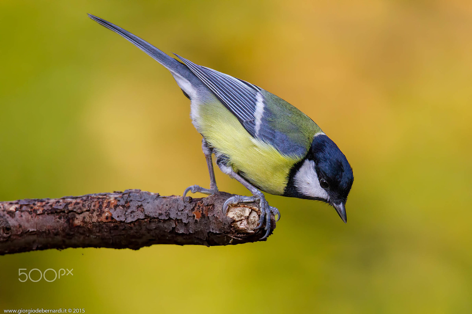Canon EOS-1D Mark IV sample photo. Great tit photography